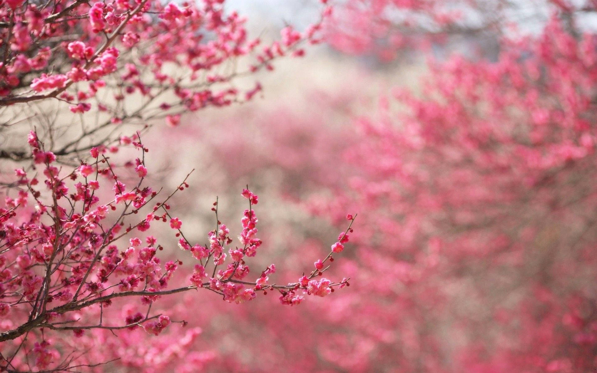 Spring Season Cute Pink Flower Blooms Background
