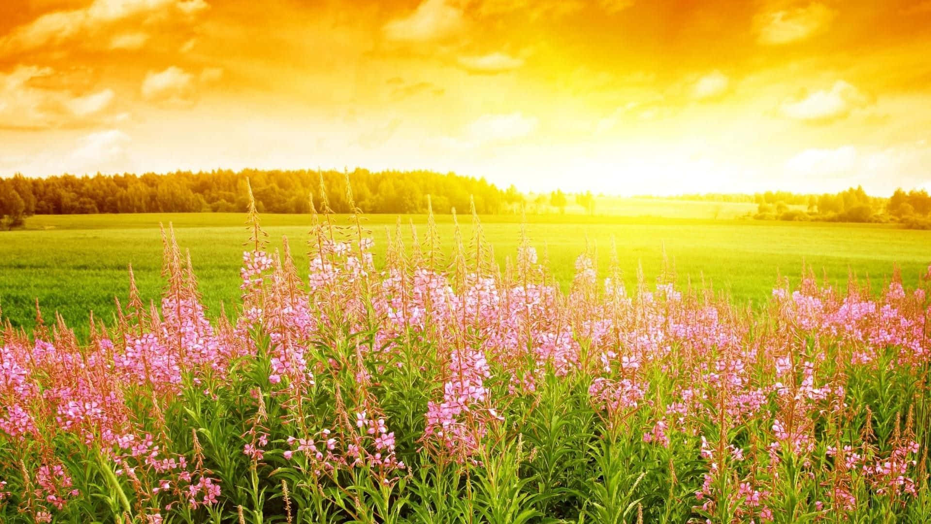 Spring Season Flowers Grass Field Morning Sunrise Background