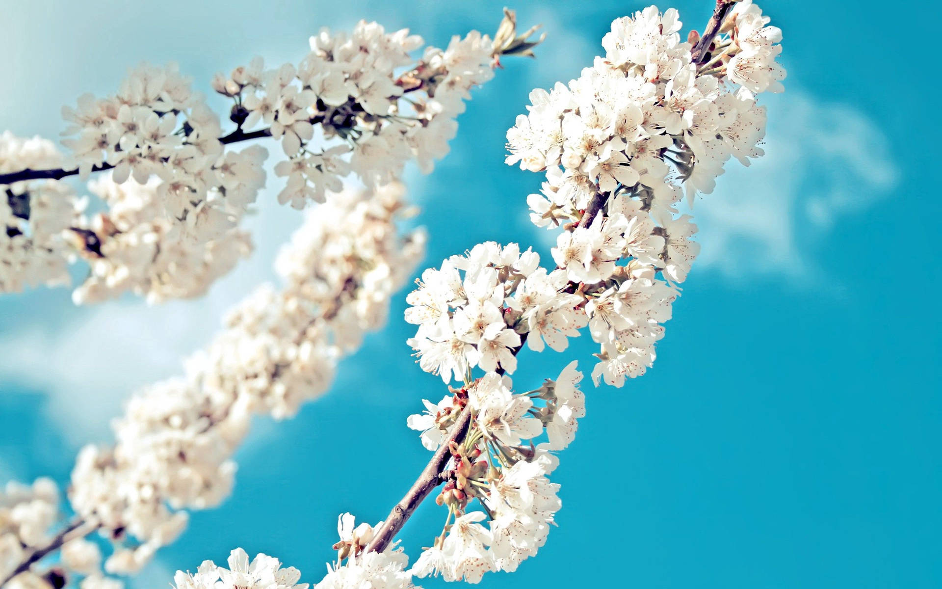 Spring Season White Flowers Background