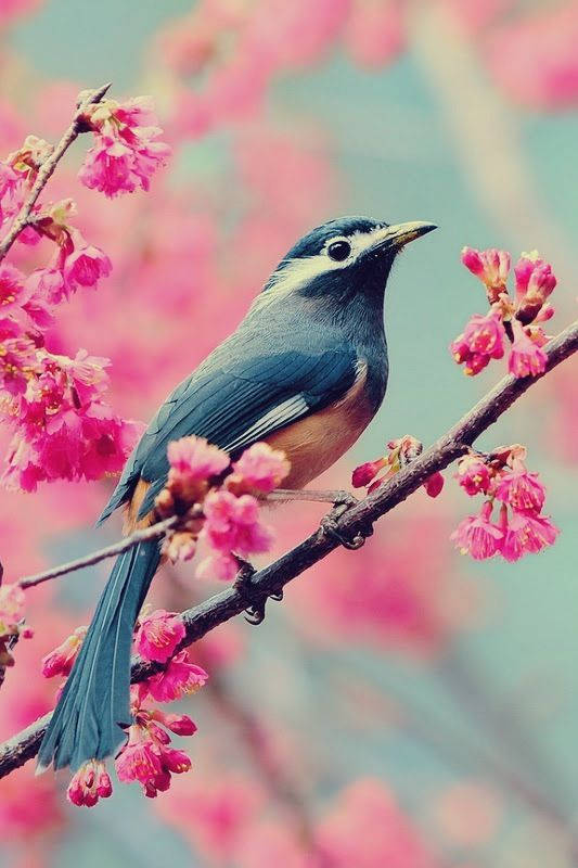 Spring Season With Bird Background