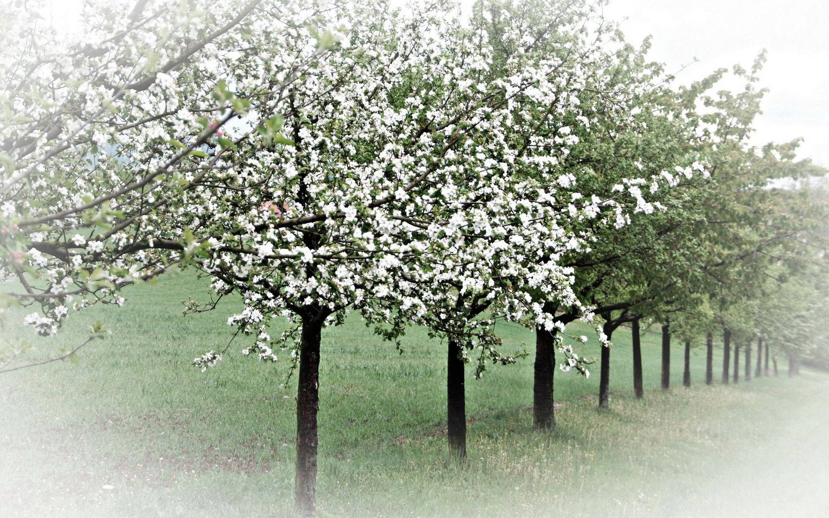 Spring Trees Background