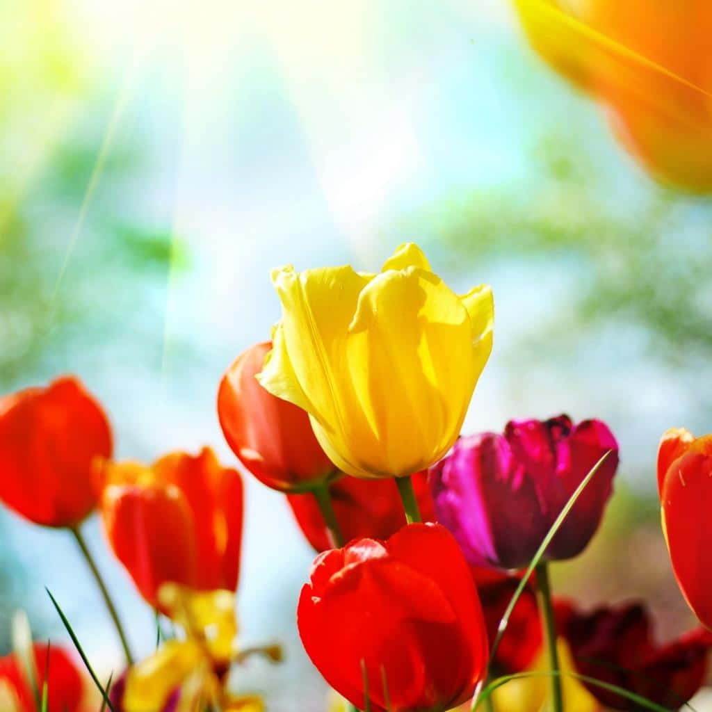 Spring Tulips Ipad Background