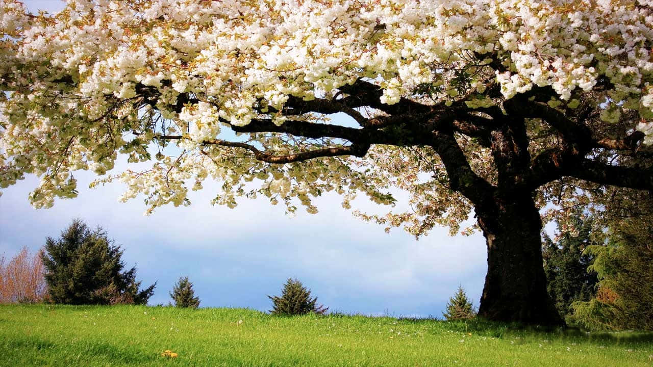 Spring White Cherry Blossom Tree Background