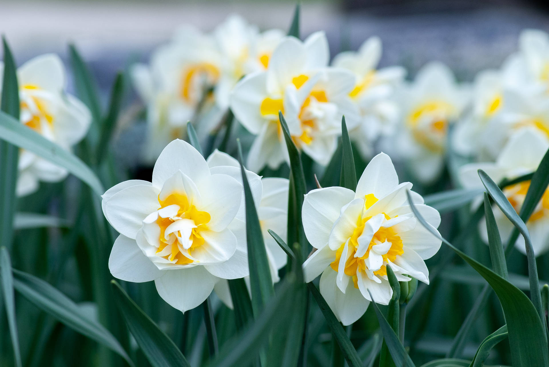 Spring White Yellow Daffodils Background