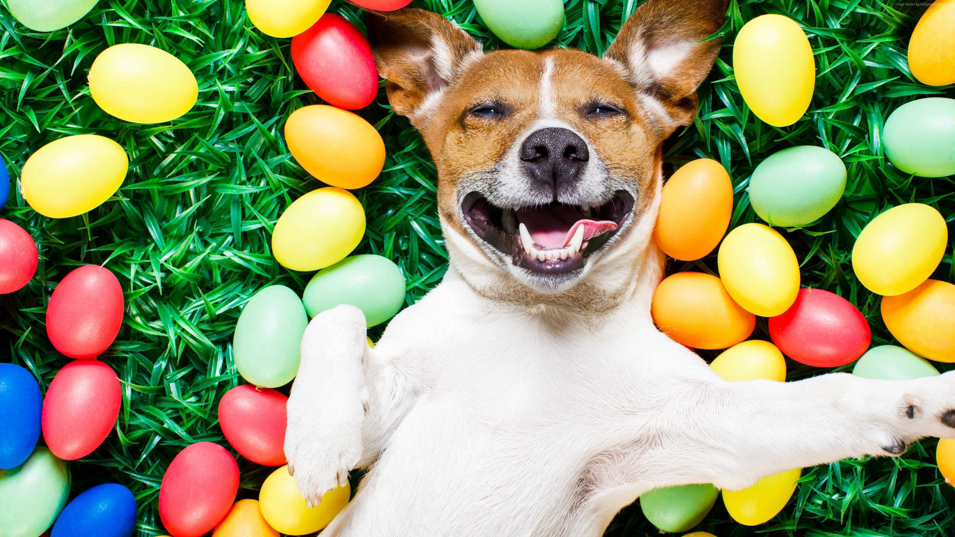 Springing Into Easter With Your Fluffy, Four-legged Friend Background