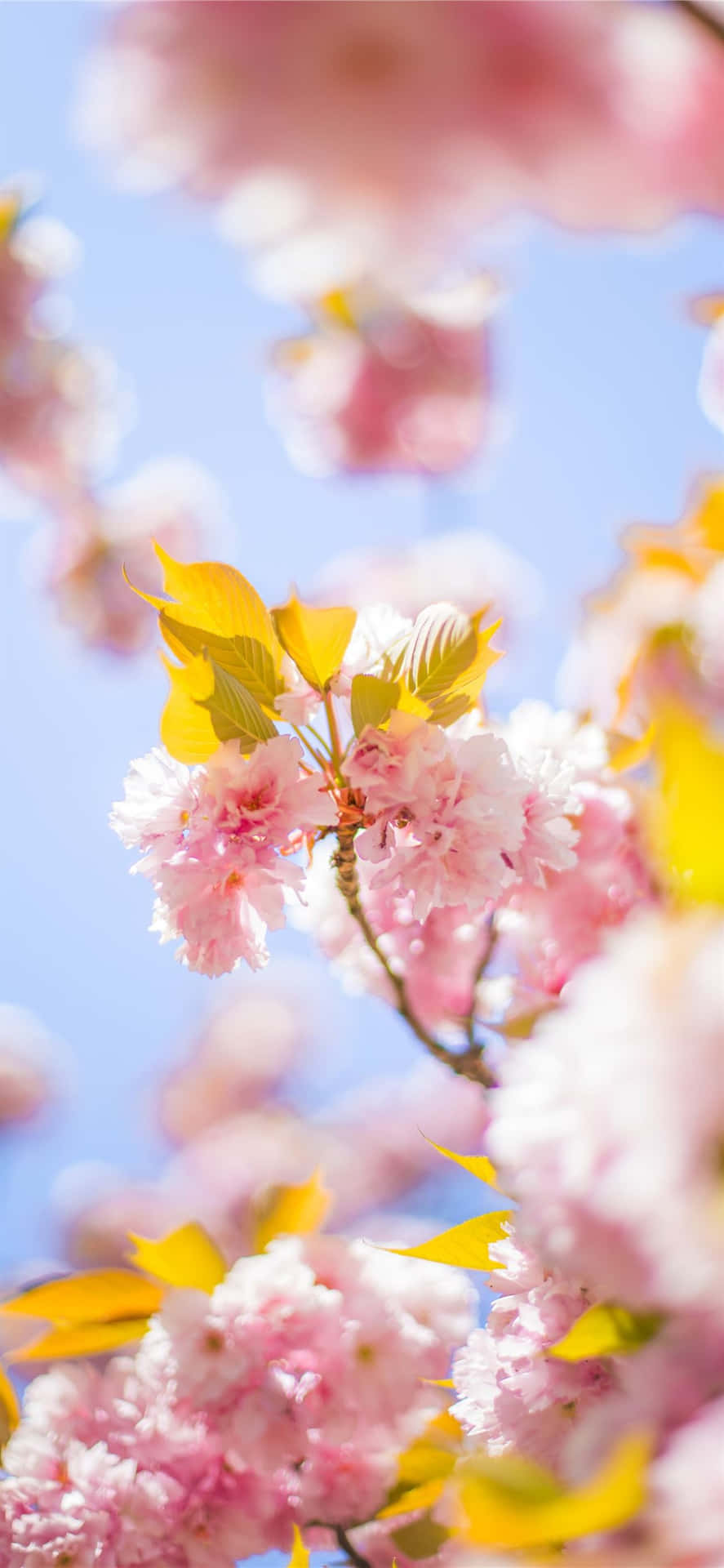 Springtime Advantage With Nature's Beauty - Pink Cherry Blossoms Background