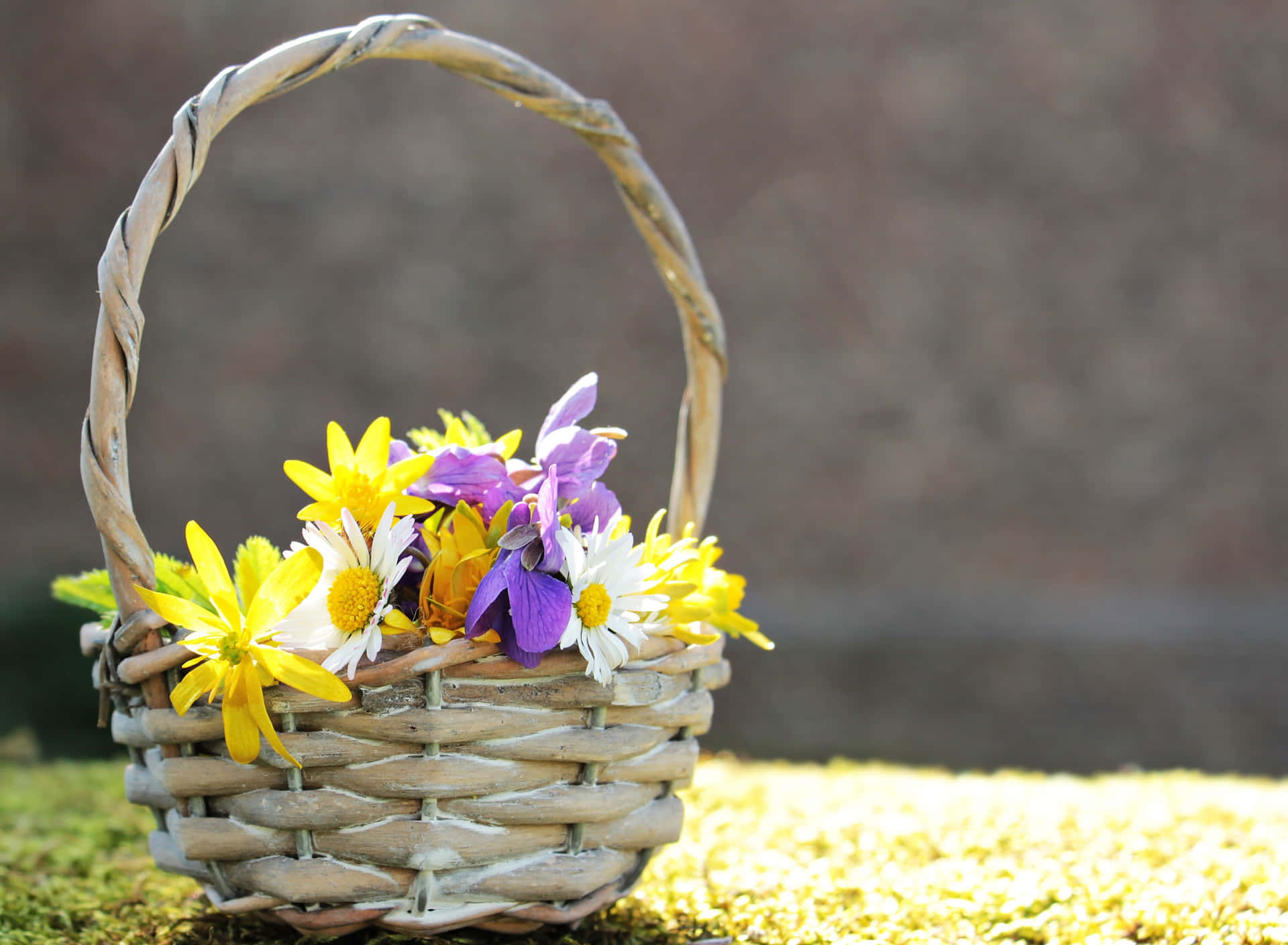 Springtime Flower Basket Sunlit Background.jpg Background