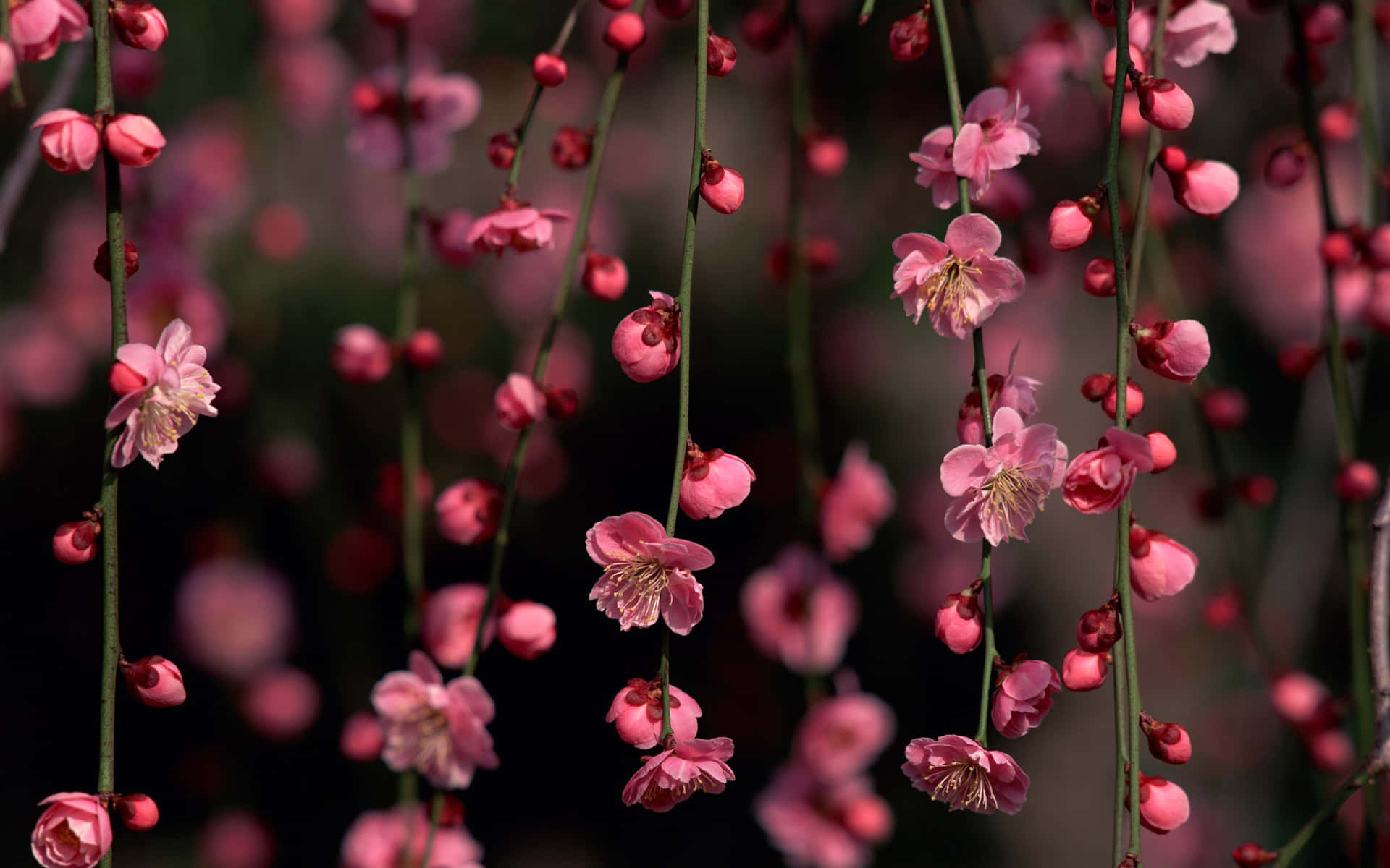 Springtime In Japan Featuring The Stunning Beauty Of Pink Cherry Blossom Trees. Background