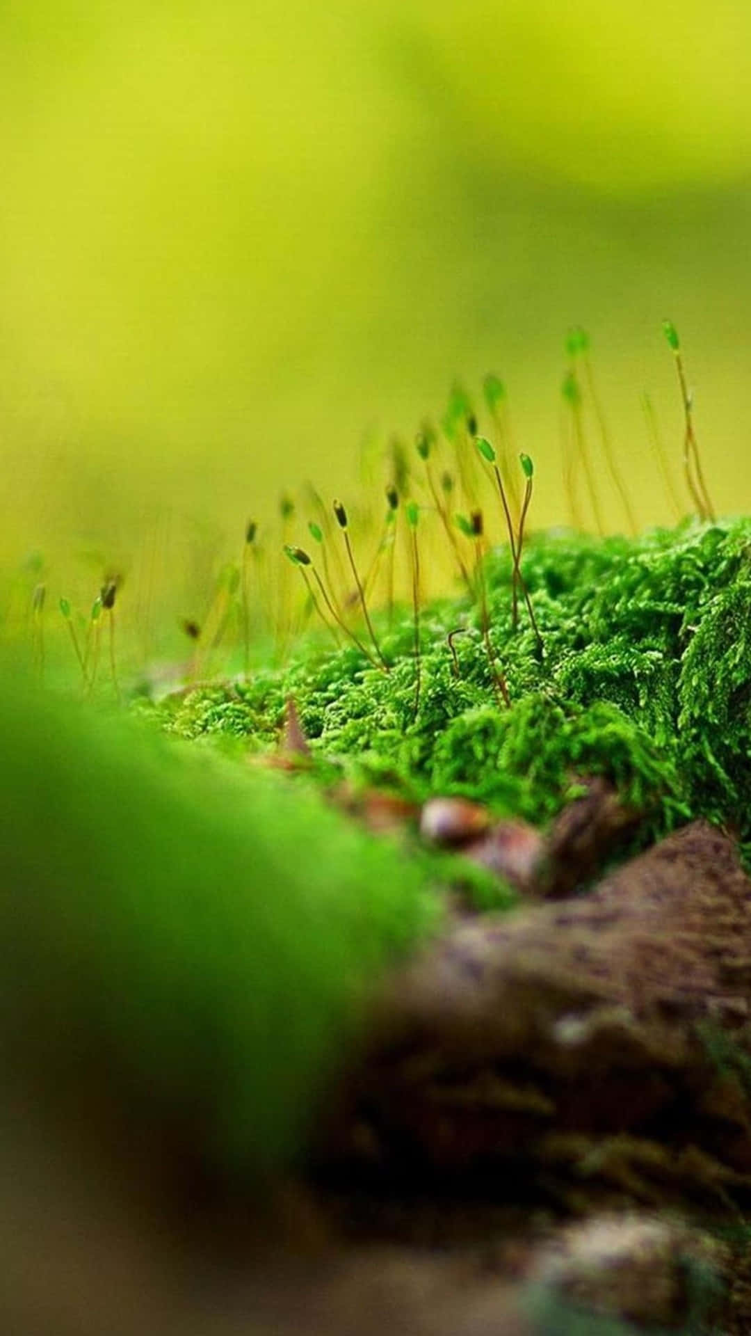 Sprouting Moss Nature Android Hd Background