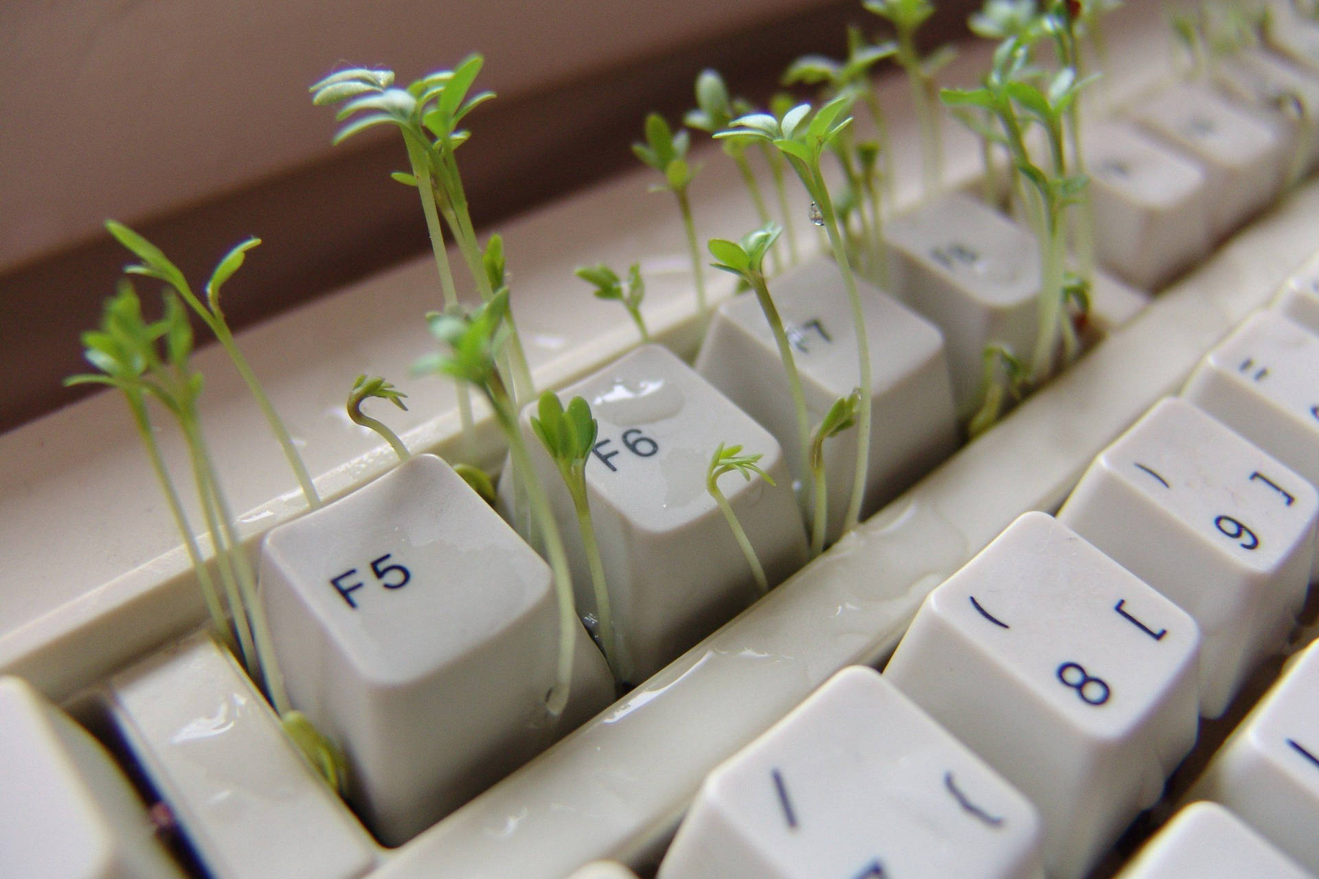 Sprouting Plant Keyboard Aesthetic Background