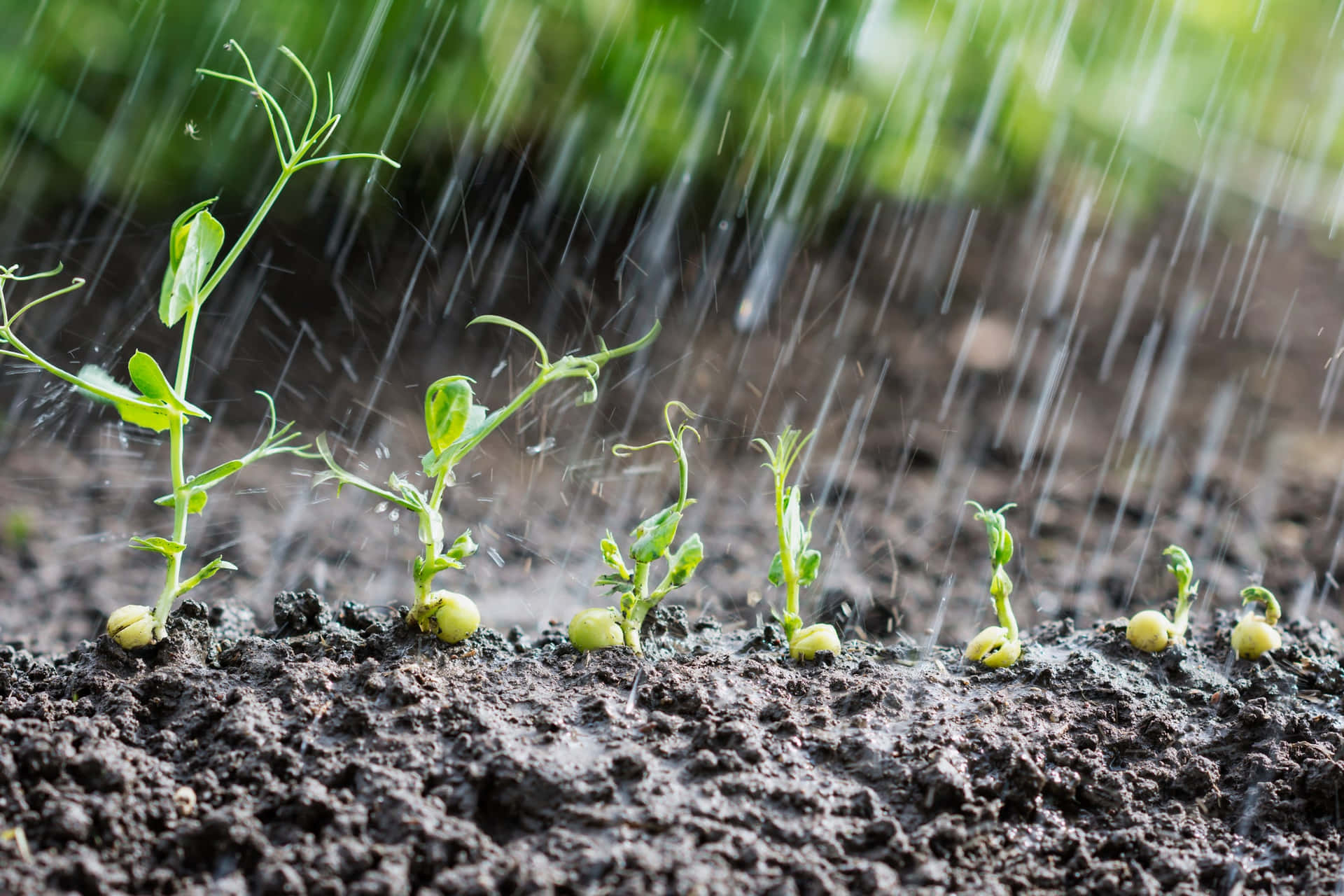 Sprouting Plants Rain Shower.jpg Background