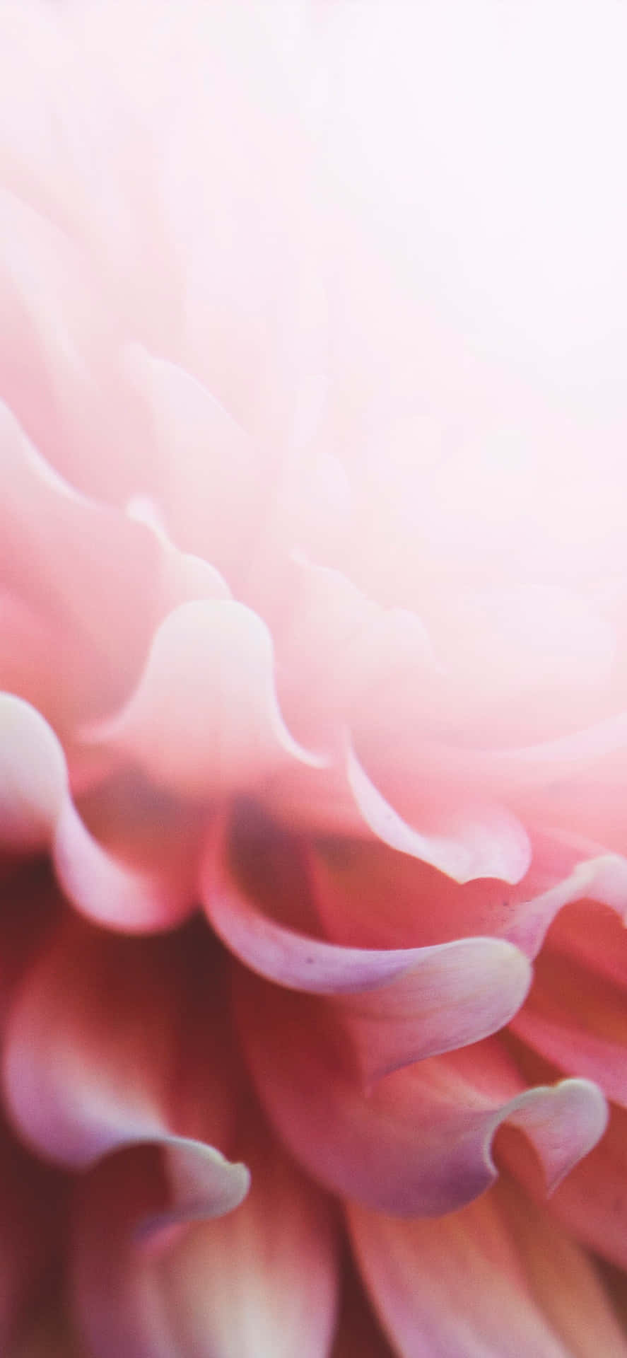 Spruce Up Any Look With This Light Pink Floral Iphone Background