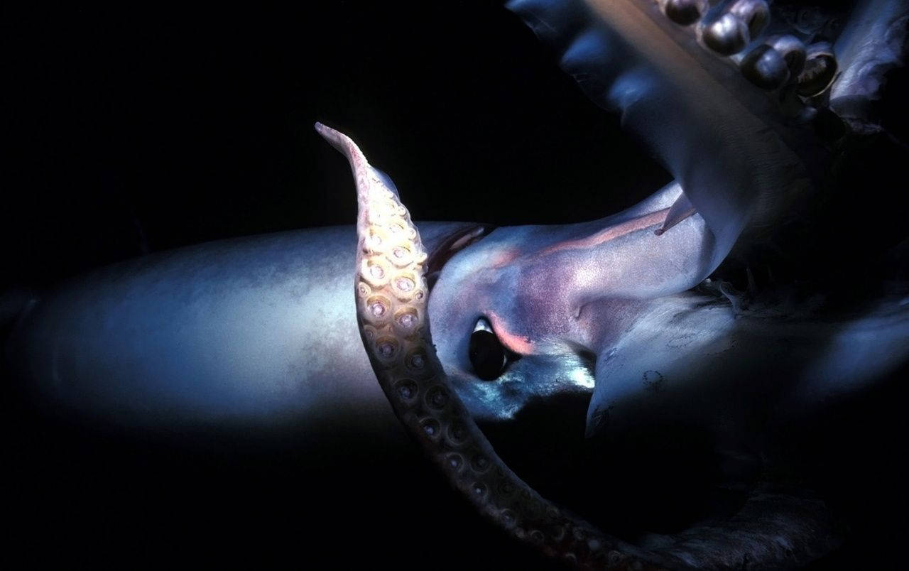 Squid Octopus Tentacles Background