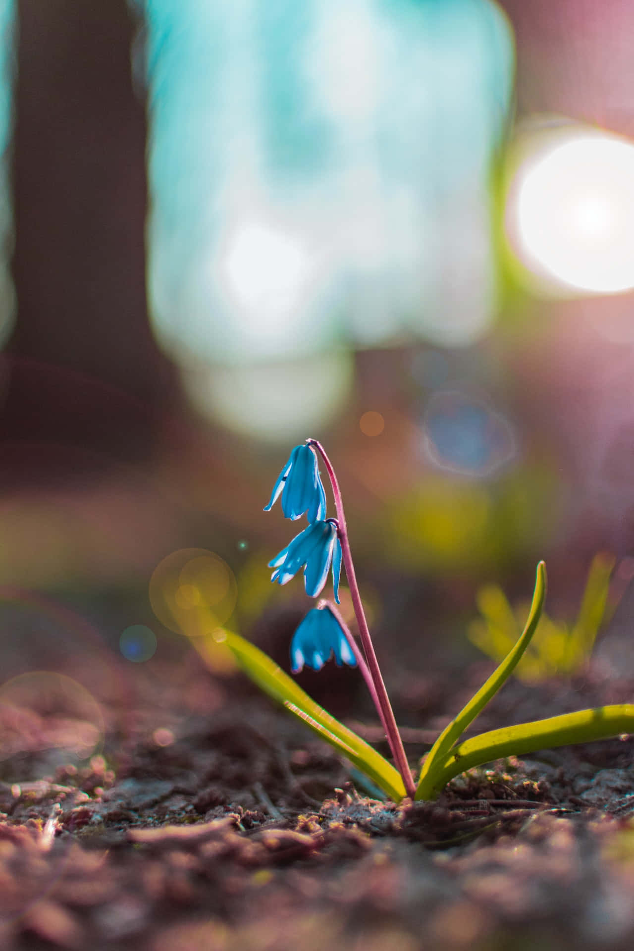 Squill Blue Flowers Phone Background