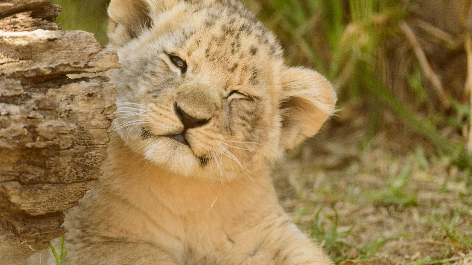 Squinting Baby Lion Background