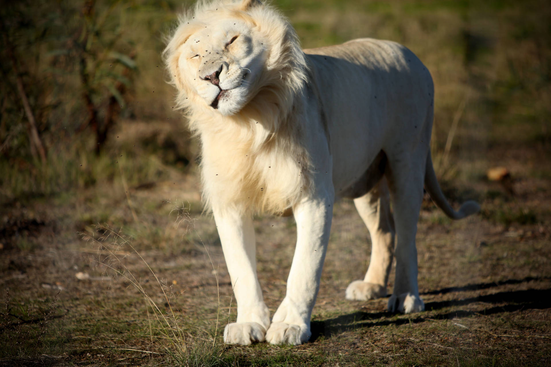 Squinting White Lion