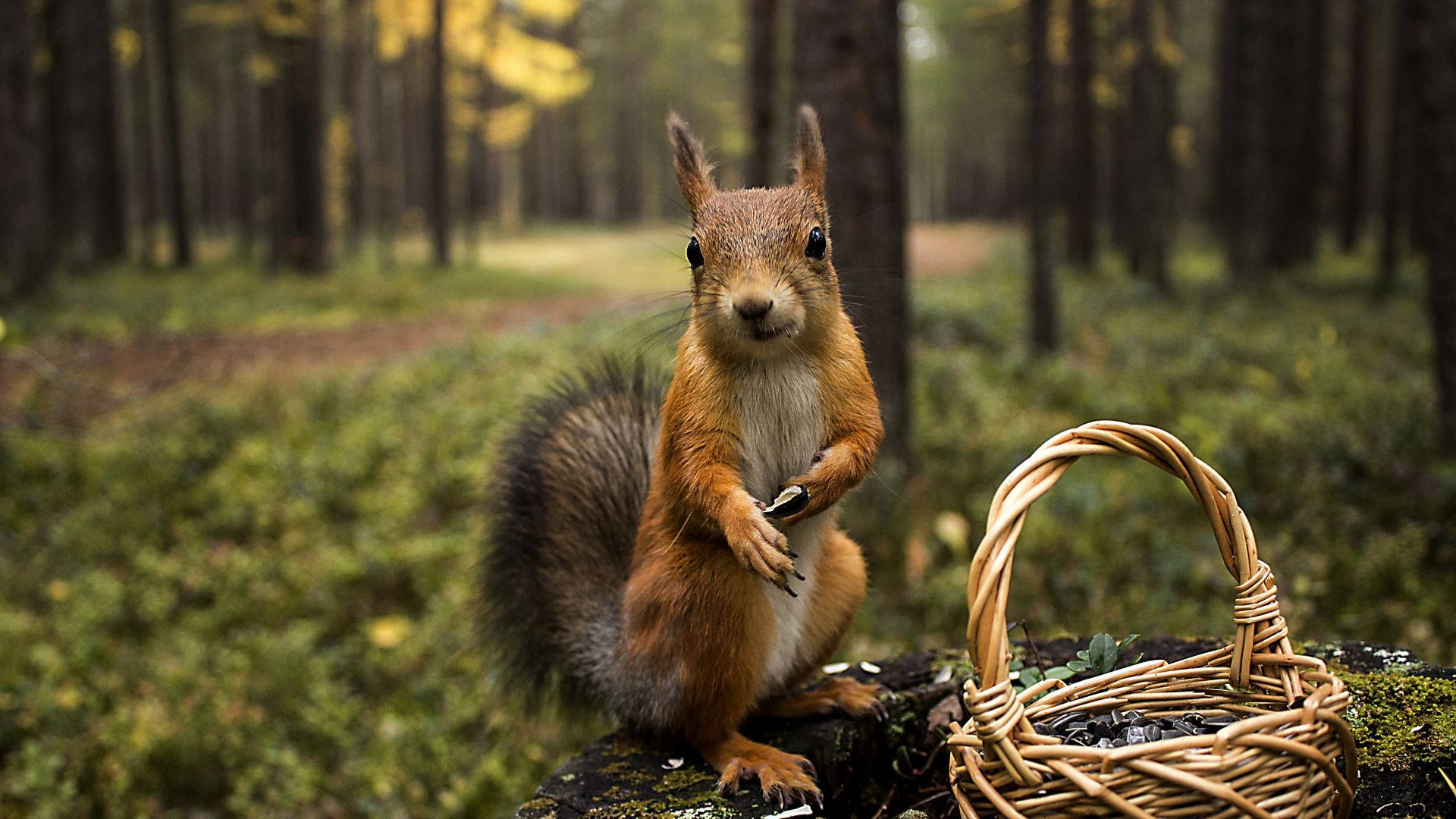 Squirrel And Basket Background