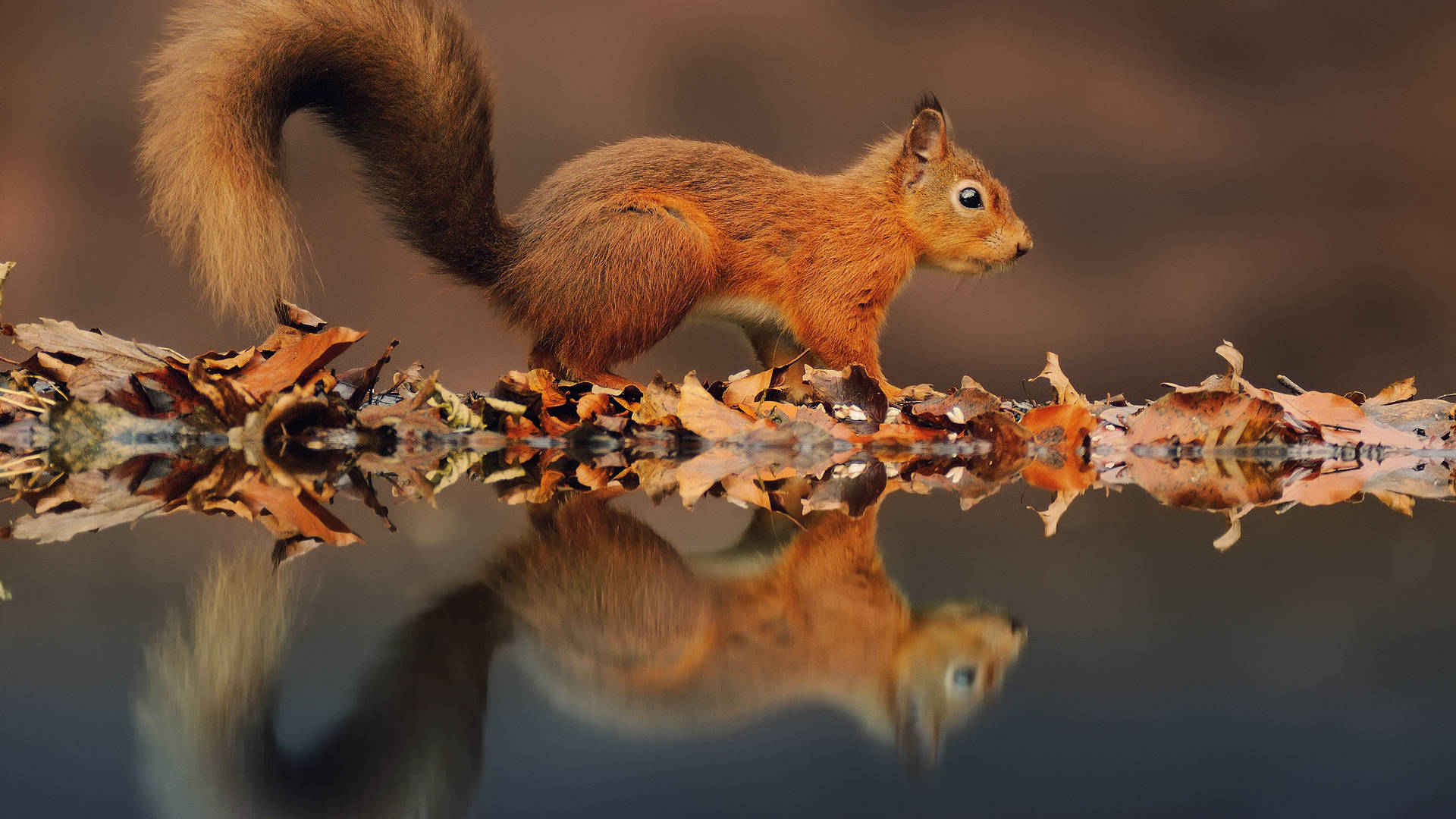 Squirrel And Leaves Background