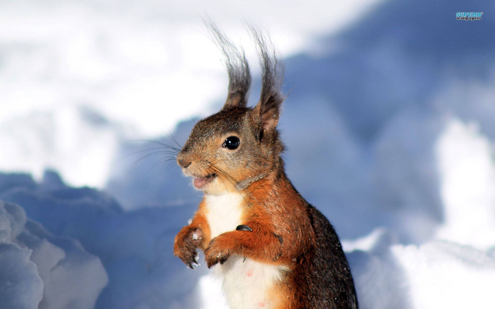 Squirrel And Snow Background