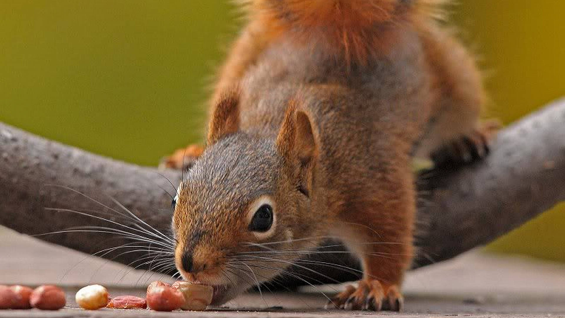 Squirrel Biting Peanut Background
