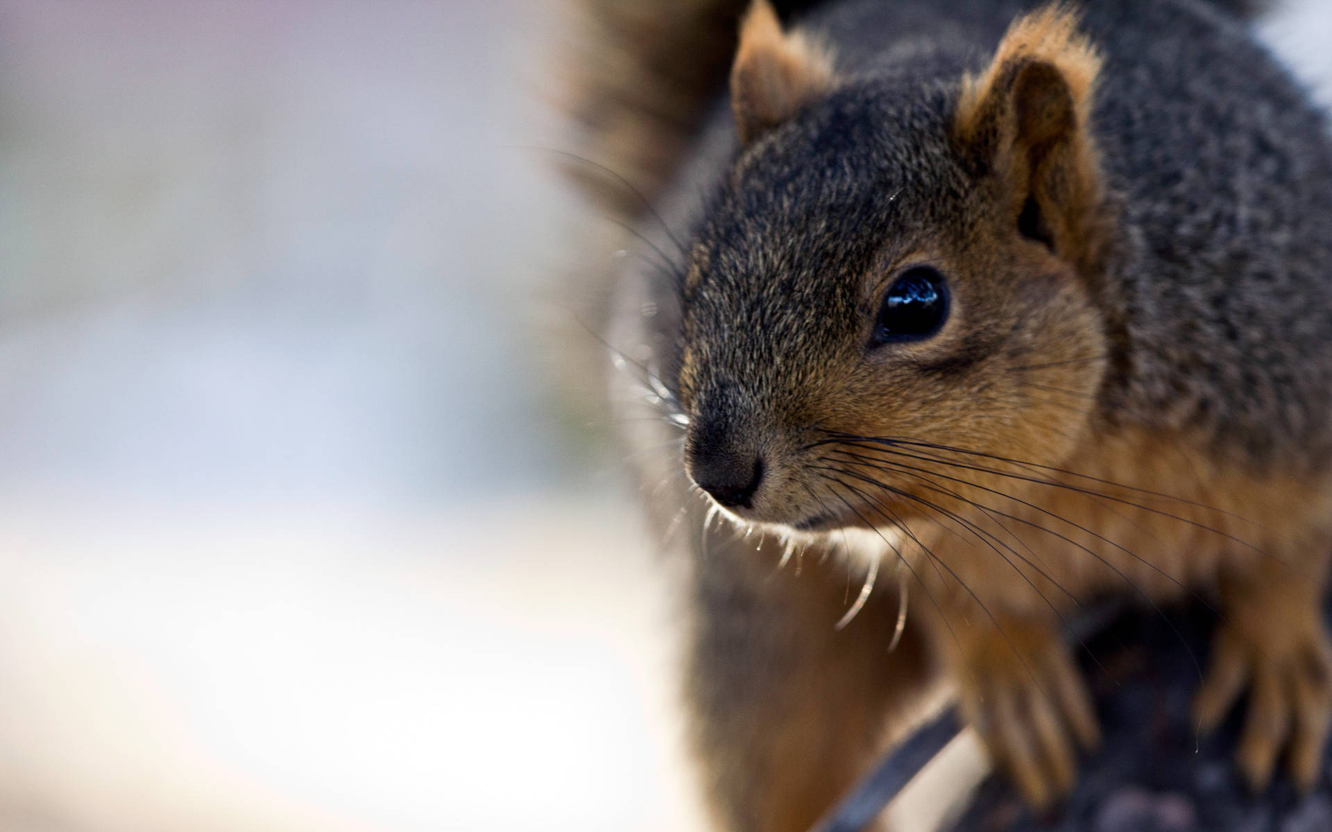 Squirrel Close-up Background
