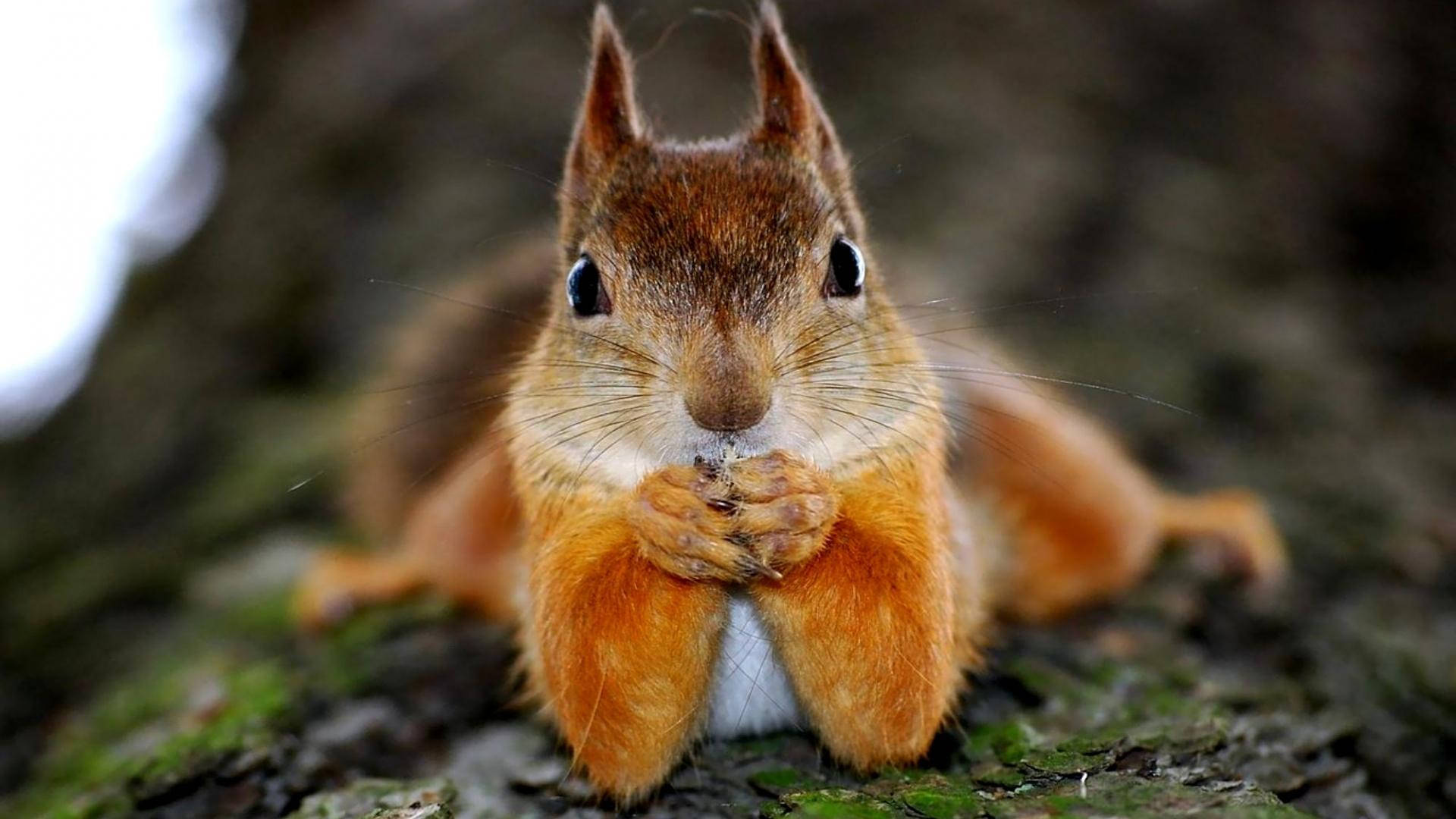 Squirrel Cute Pose Background
