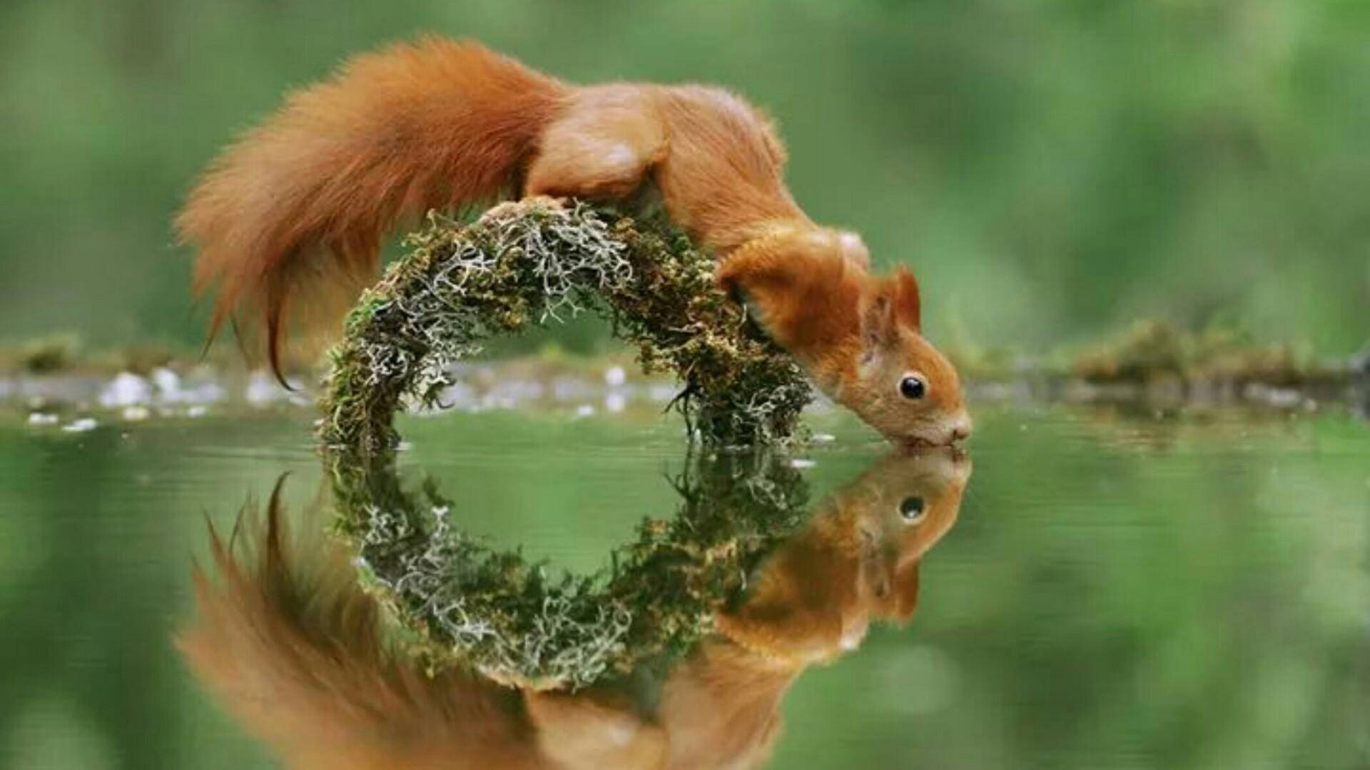 Squirrel Drinking Water Background