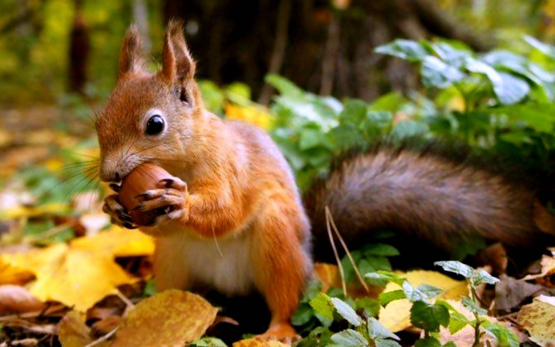 Squirrel Eating Food Background
