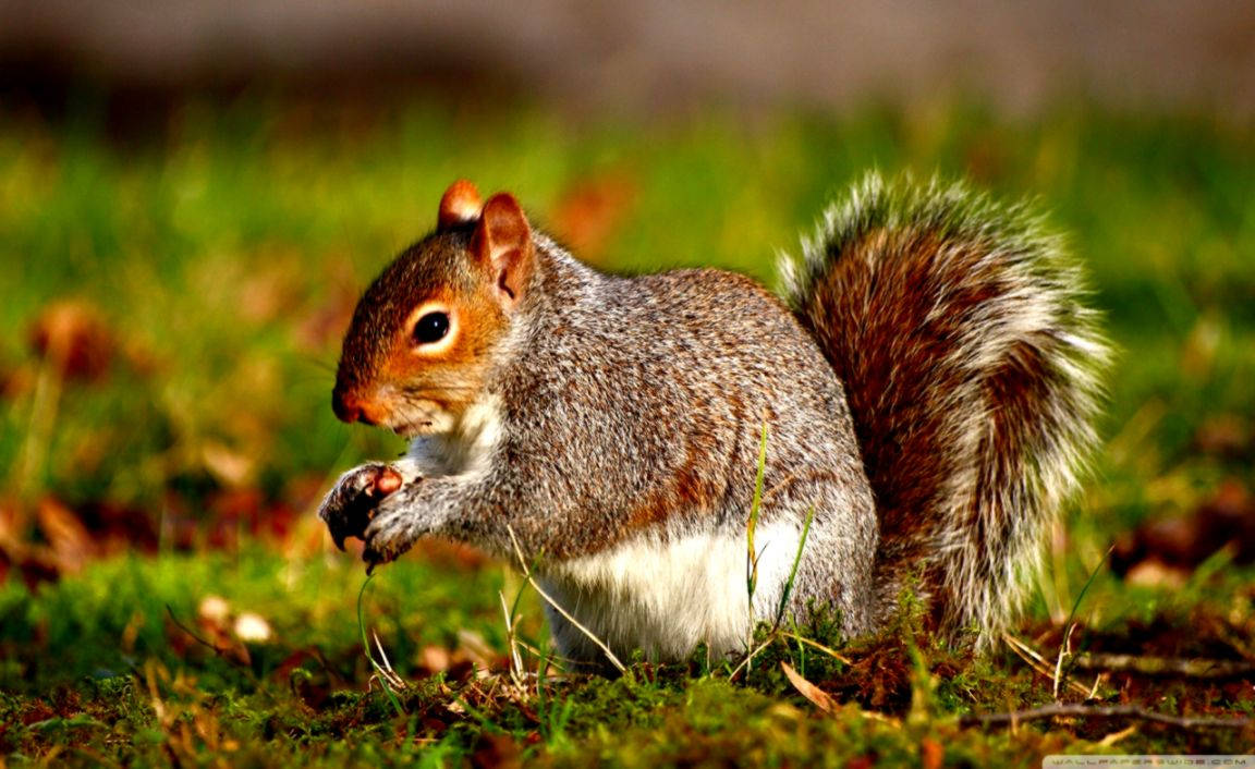 Squirrel Eating Nut In Grass Background