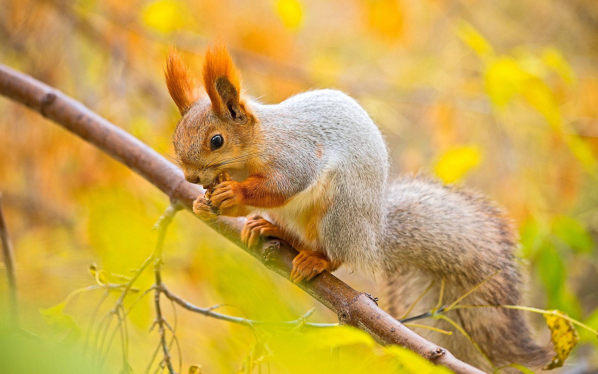 Squirrel Eating On Tree Branch Background