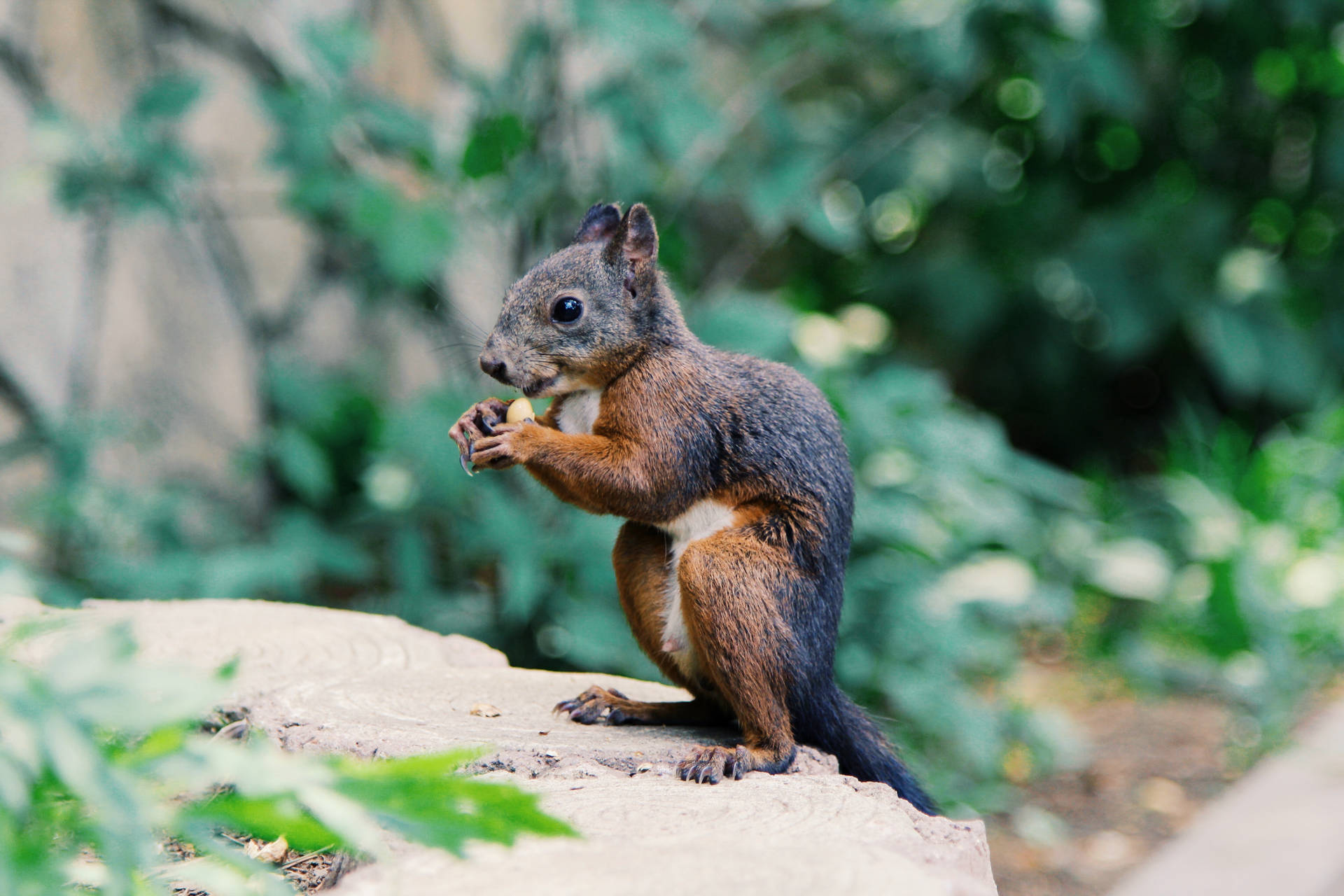 Squirrel Food Snack Background