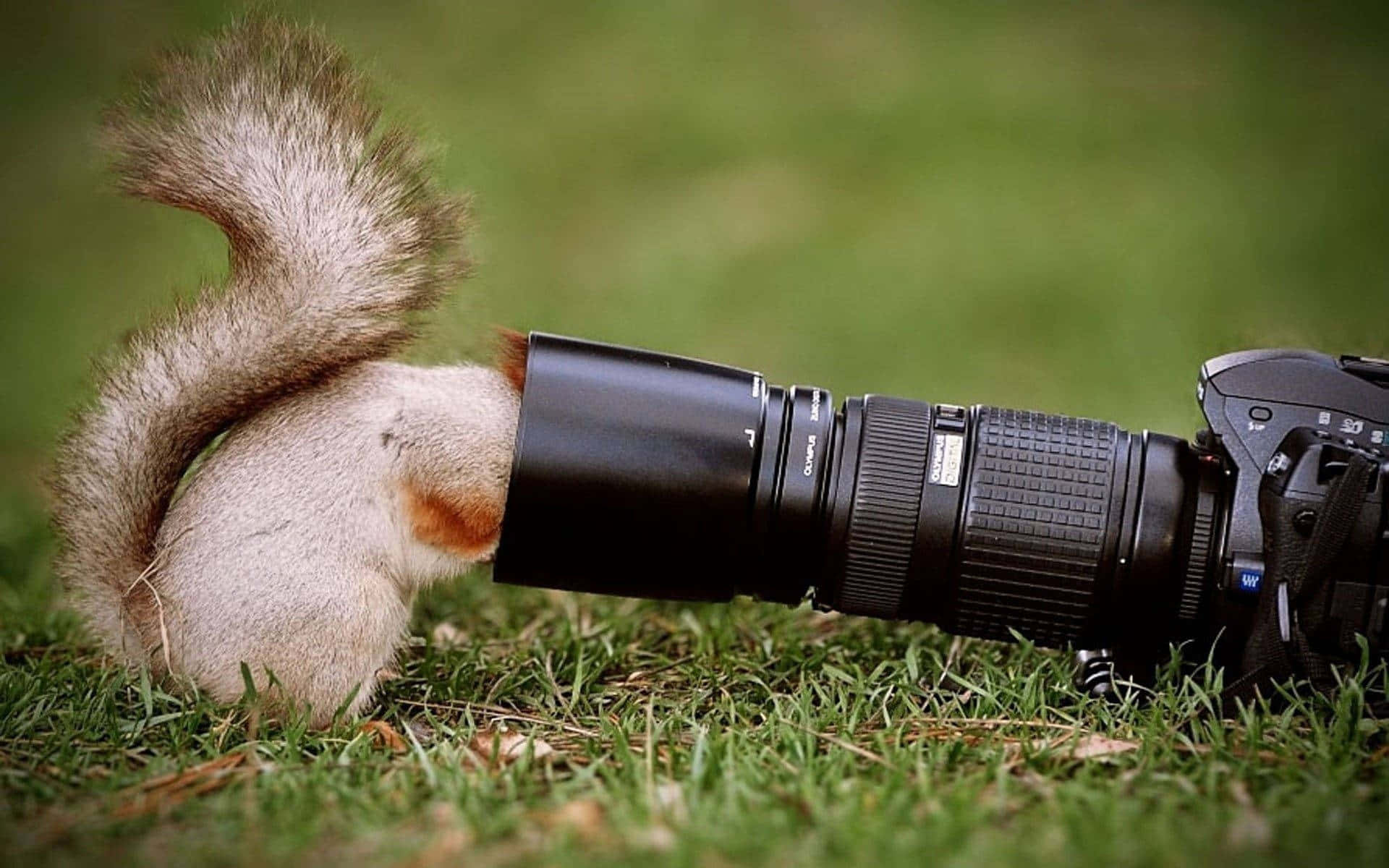 Squirrel Funny Pfp For Tiktok Background