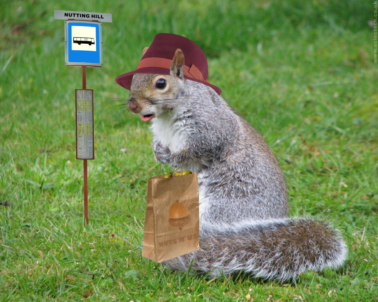Squirrel Holding Paper Bag Background