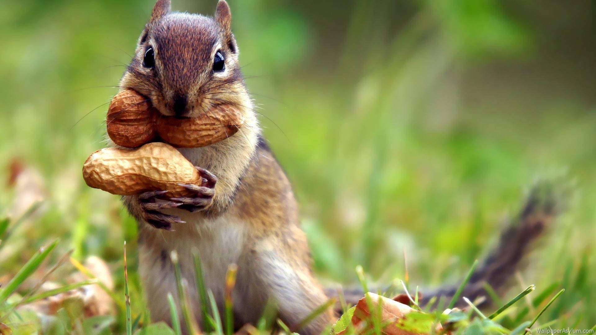 Squirrel Holding Peanut Background
