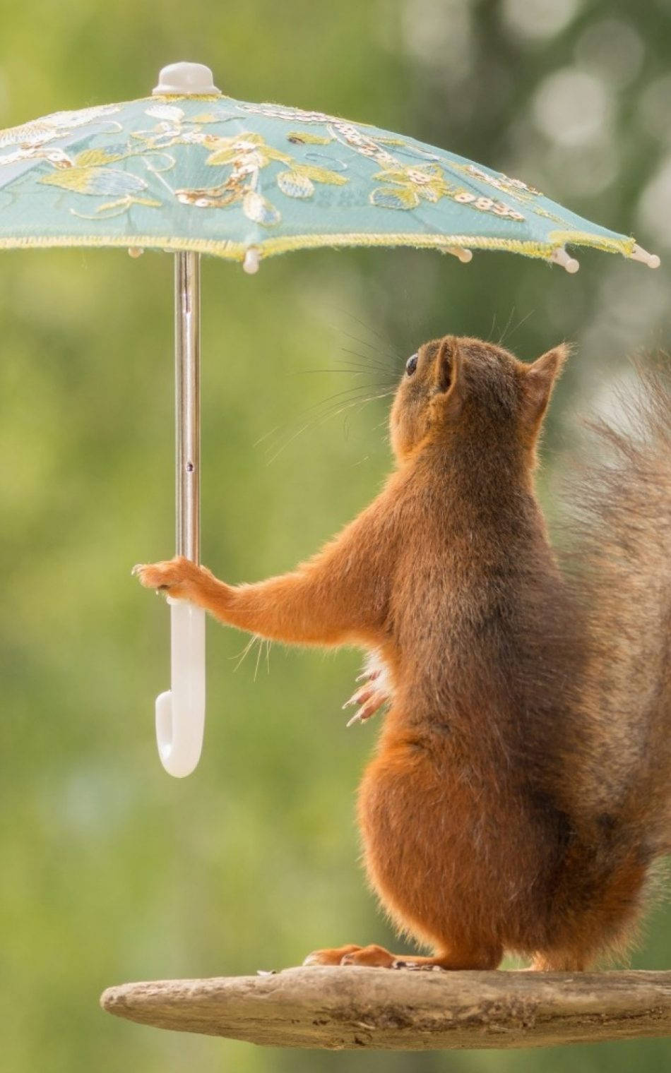 Squirrel Holding Umbrella Background