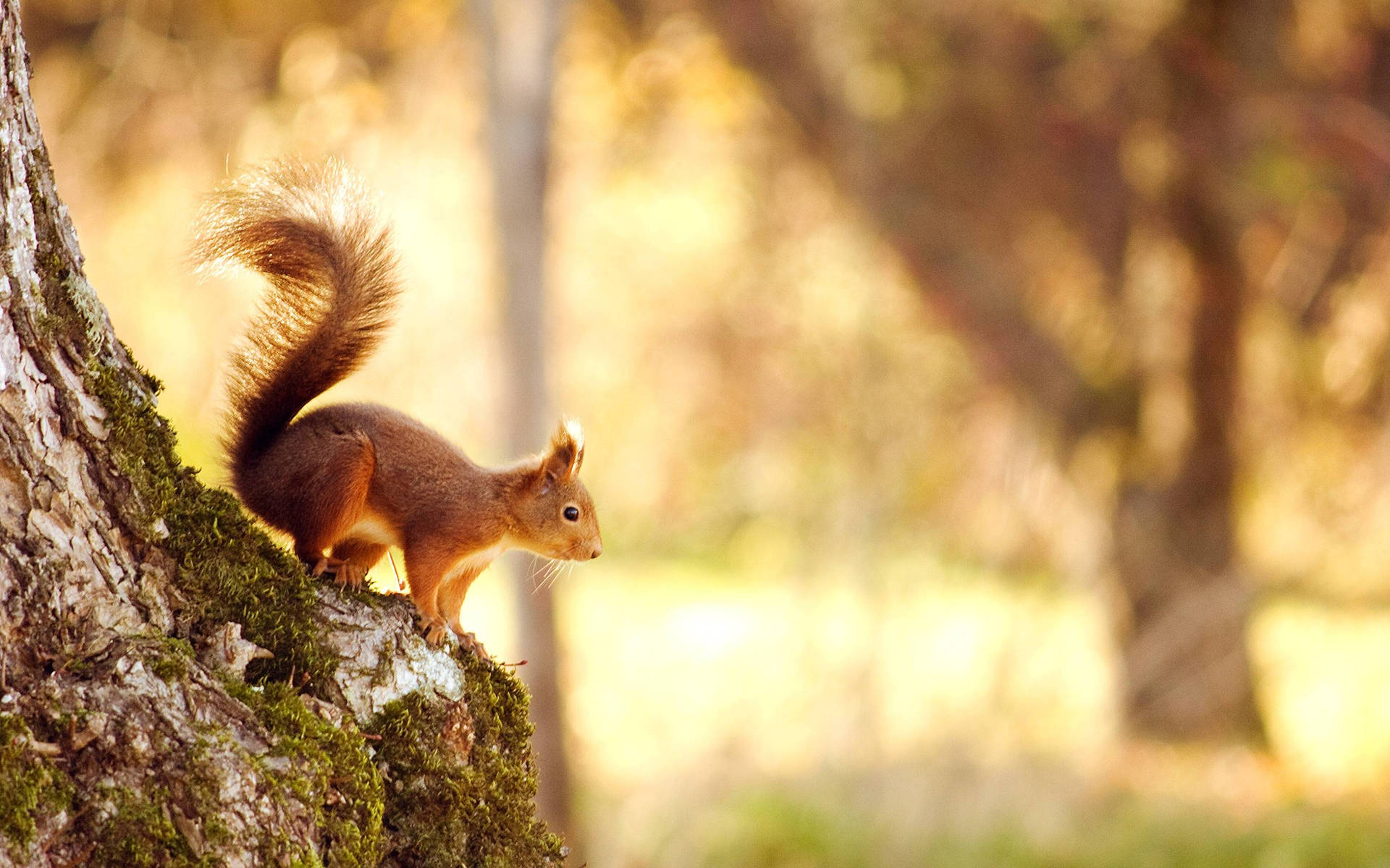 Squirrel On Mossy Tree Trunk Background