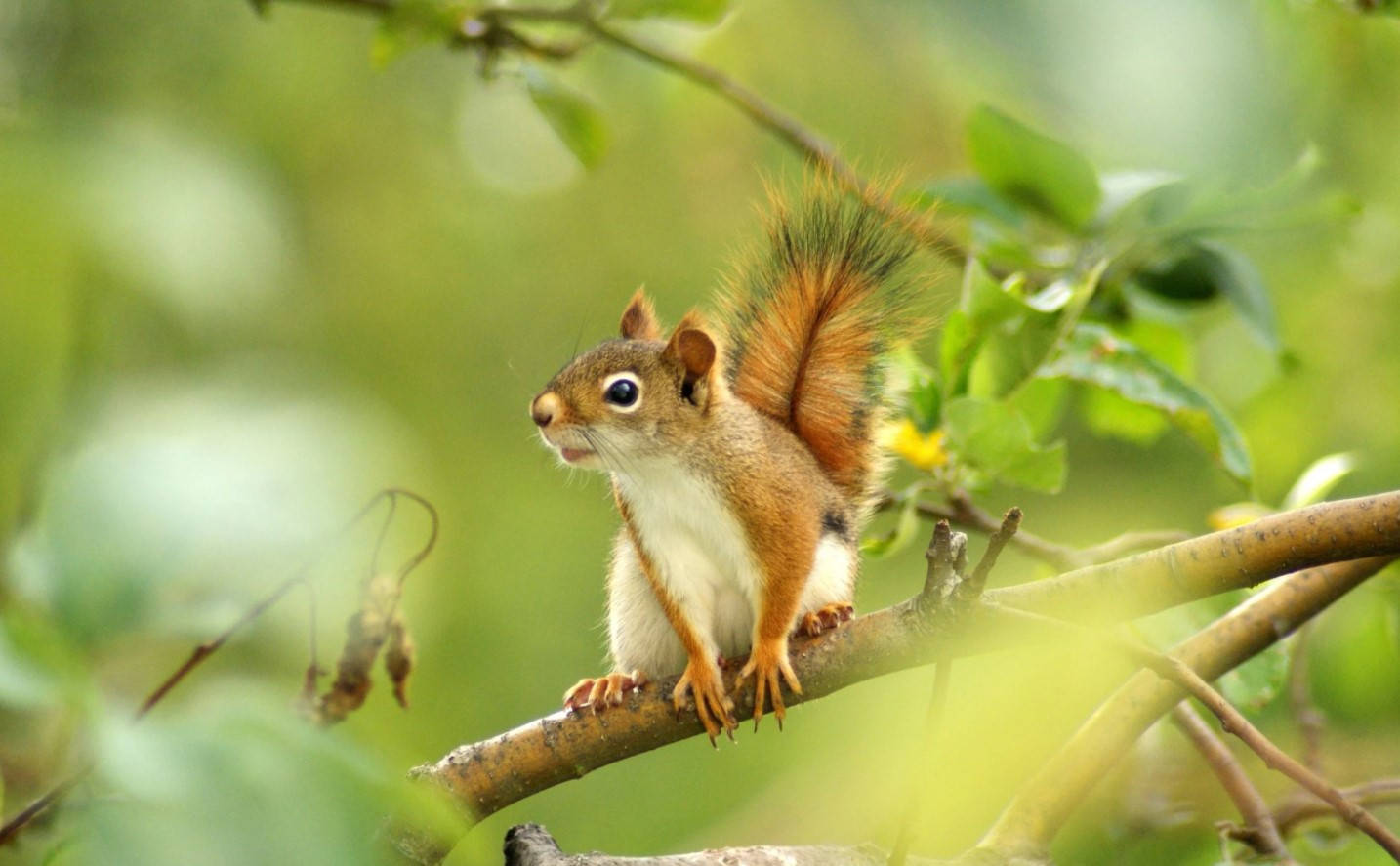 Squirrel On Tree Branch Background