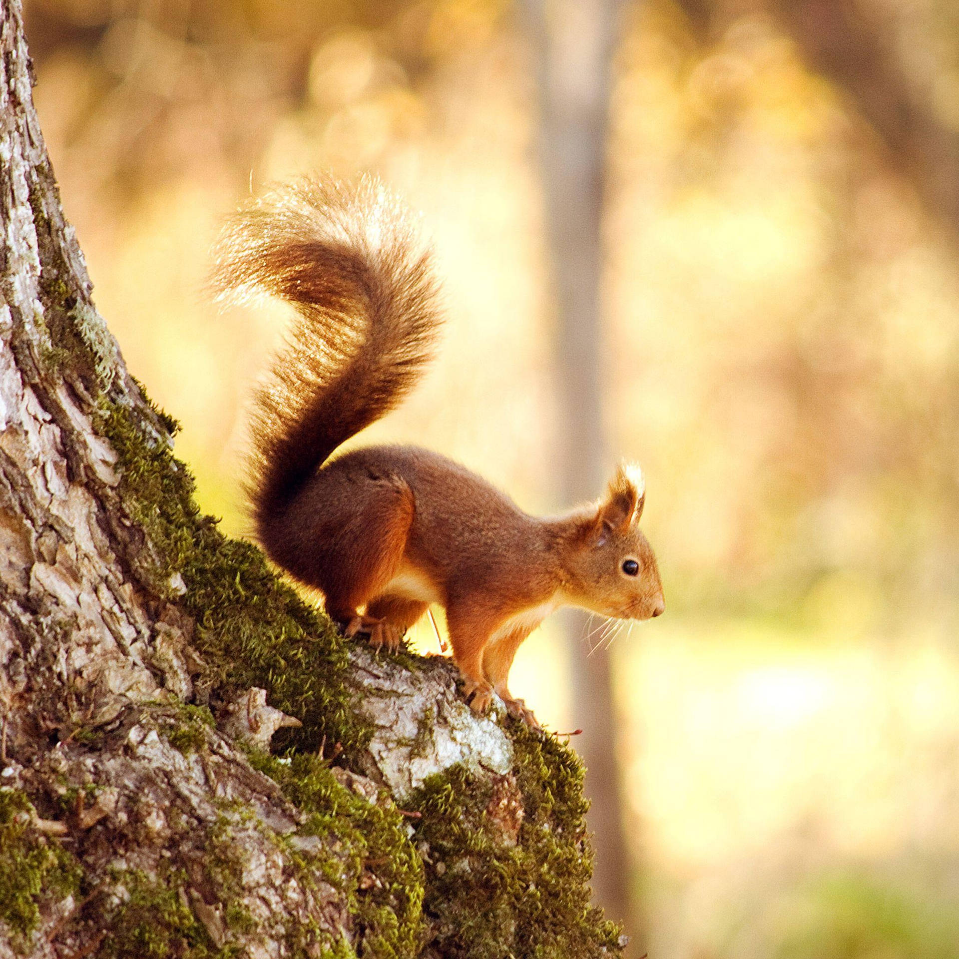 Squirrel On Tree New Phone