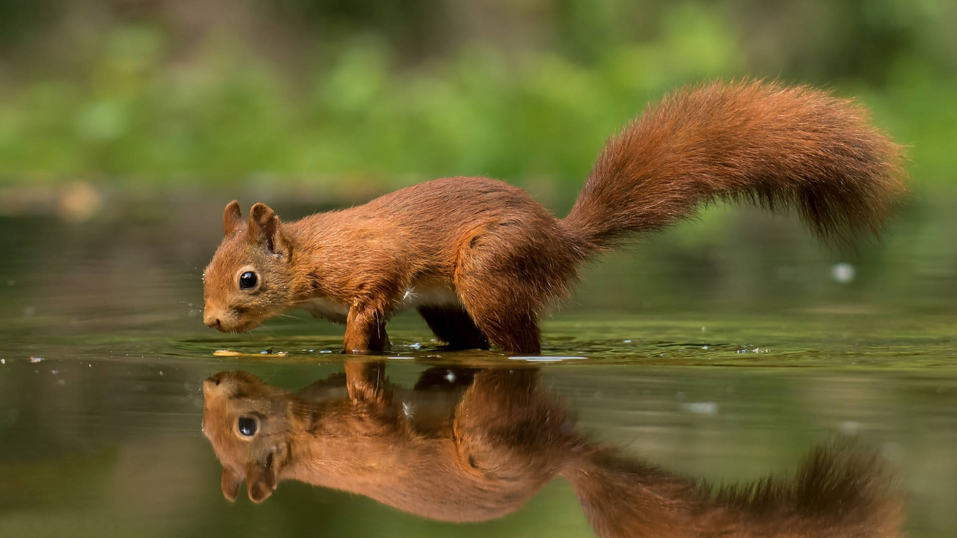 Squirrel On Water Background