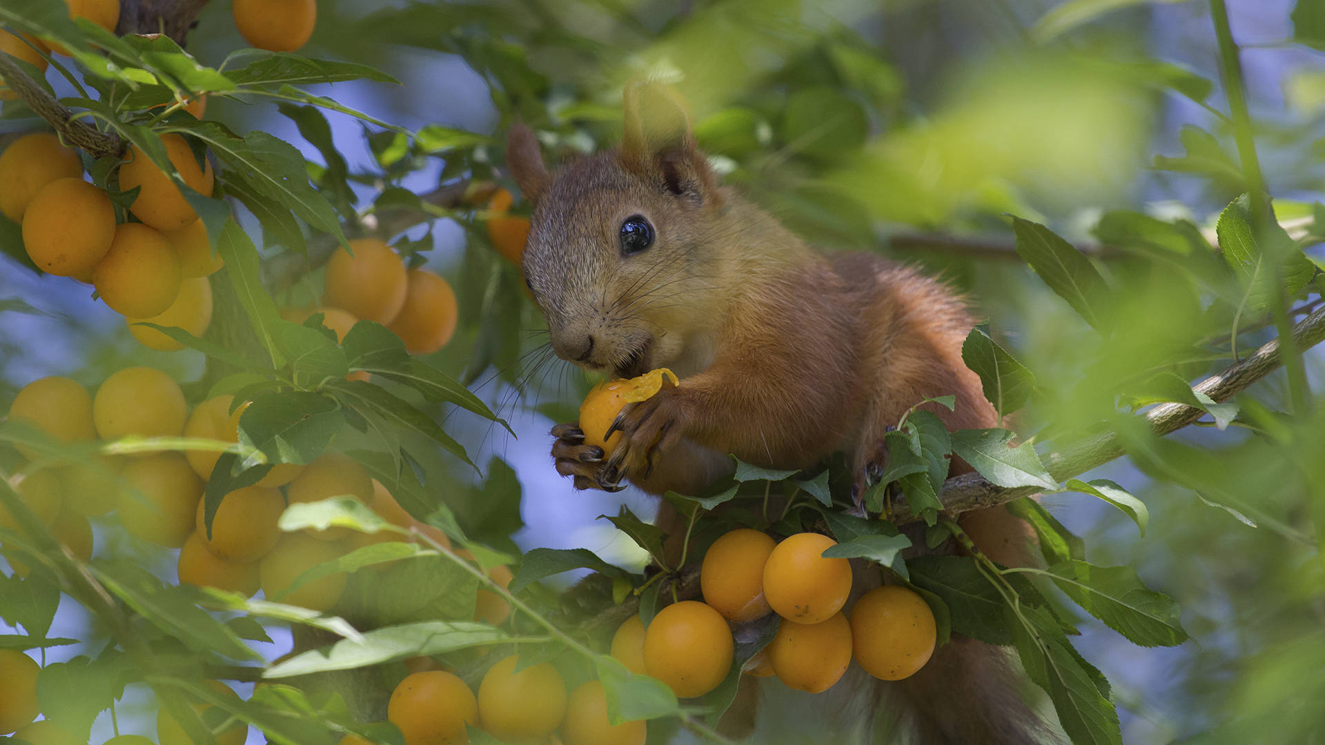 Squirrel Resting On Loquat Background