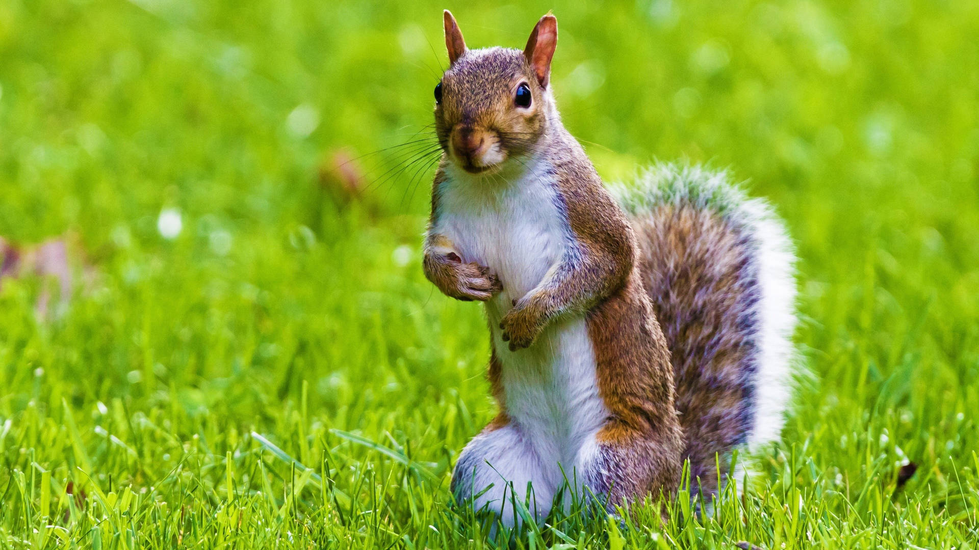 Squirrel Standing On Grass Background