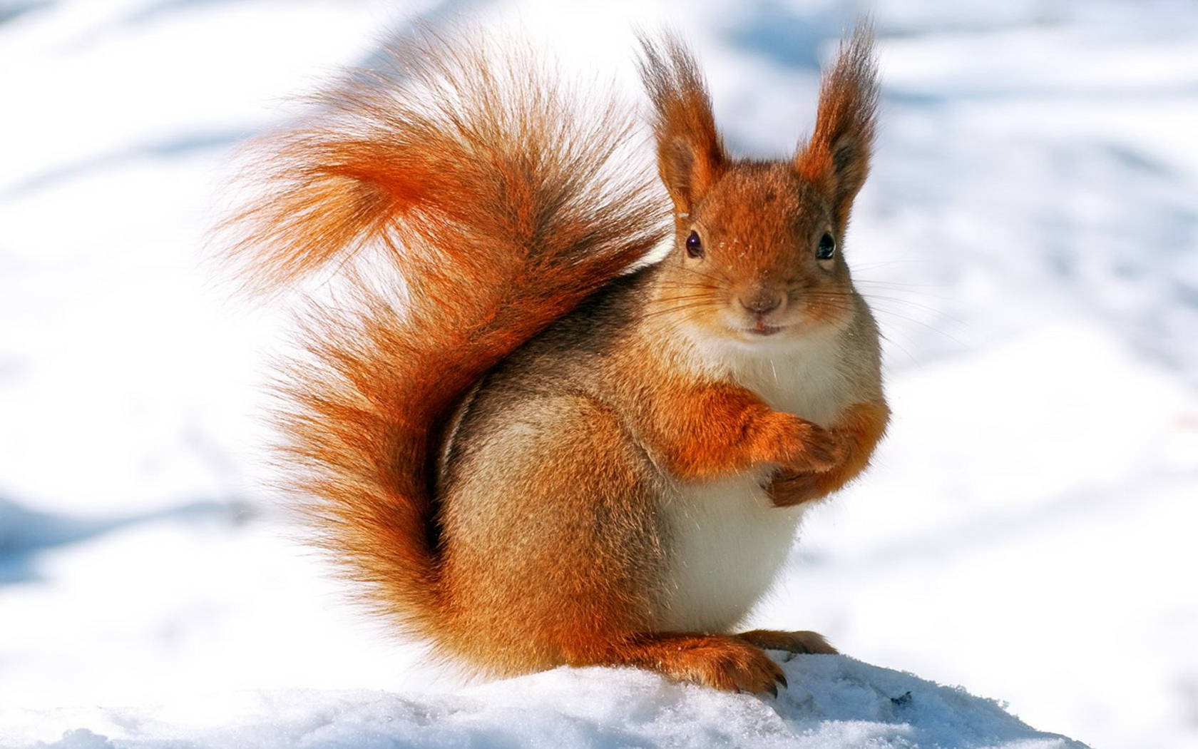 Squirrel Standing On Snow Background