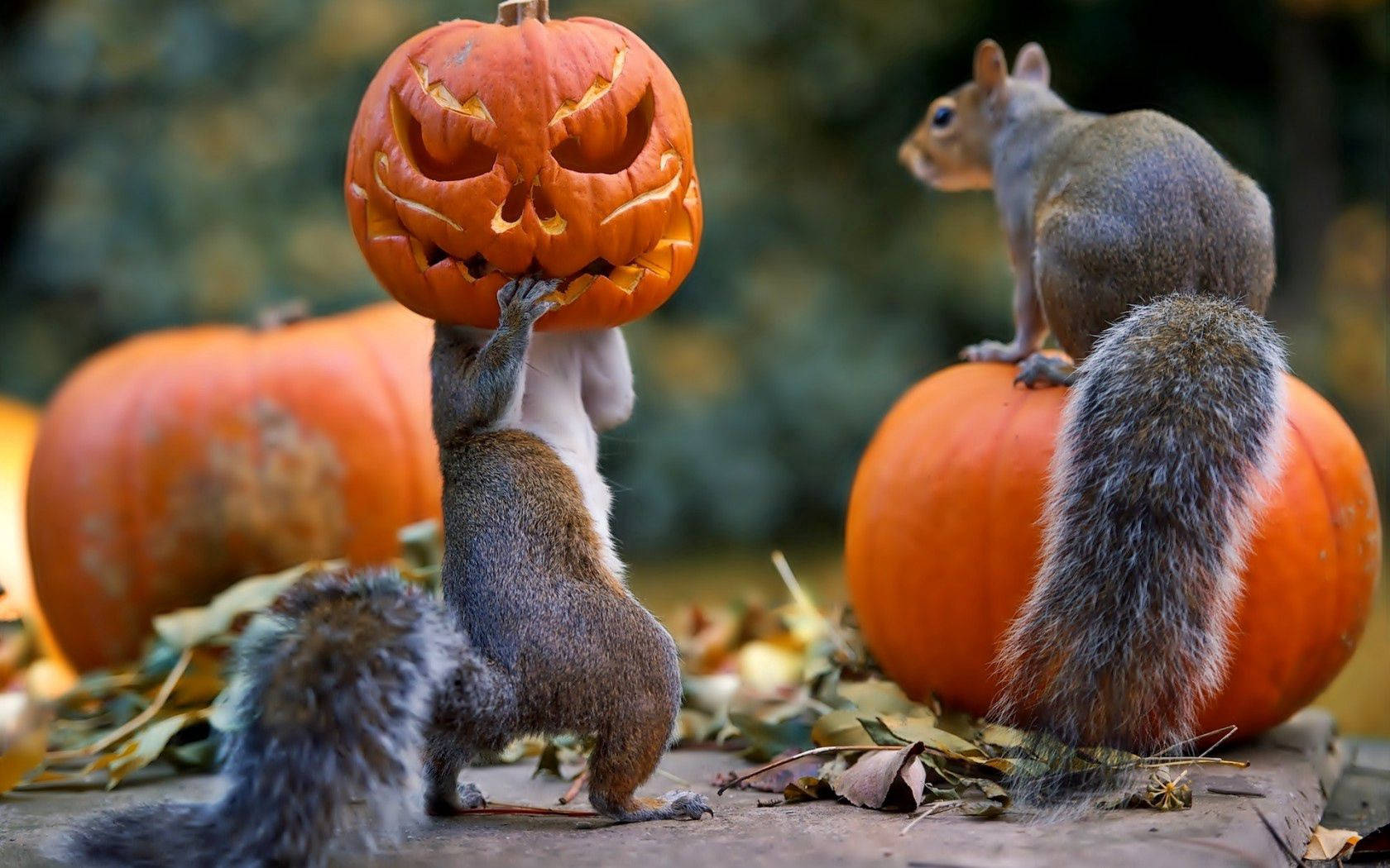 Squirrels Holding A Pumpkin On Halloween Background