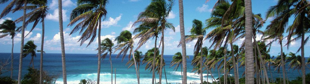 St. Kitts And Nevis Palm Trees Background