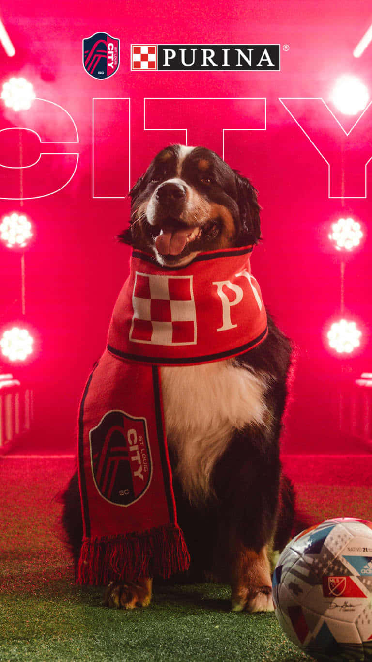 St. Louis City Sc Dog Scarf Background