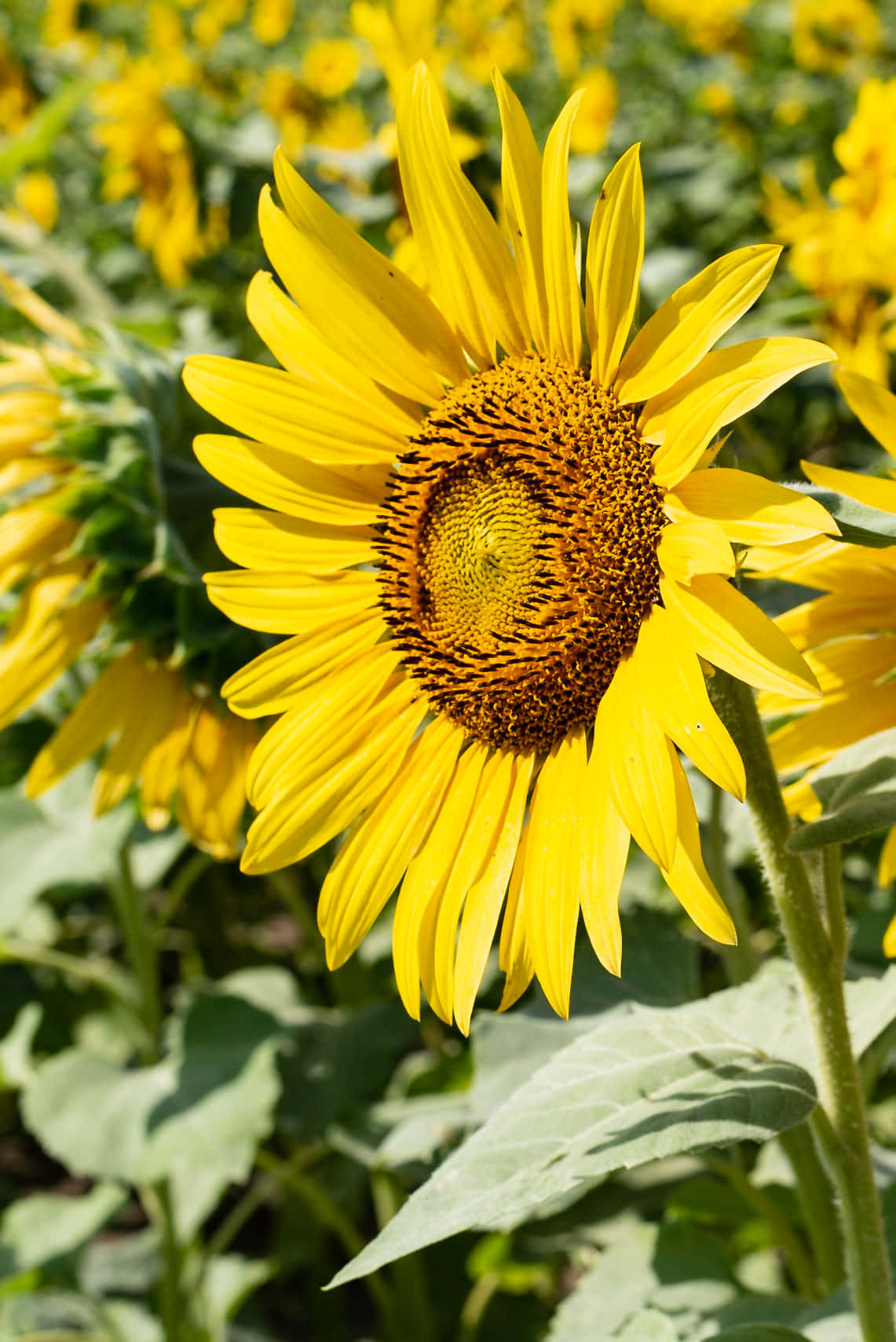 St Louis Sunflower Background