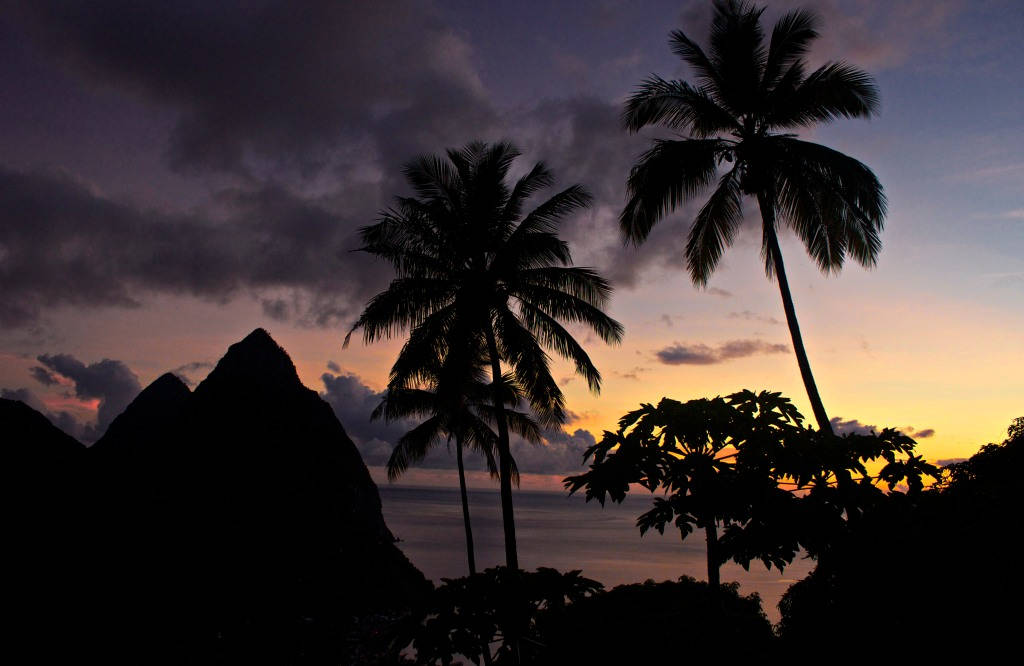 St. Lucia Palm Trees Background