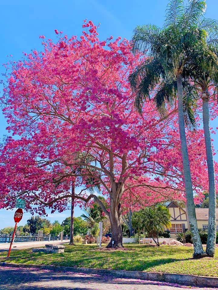 St Petersburg Jacaranda Tree Background