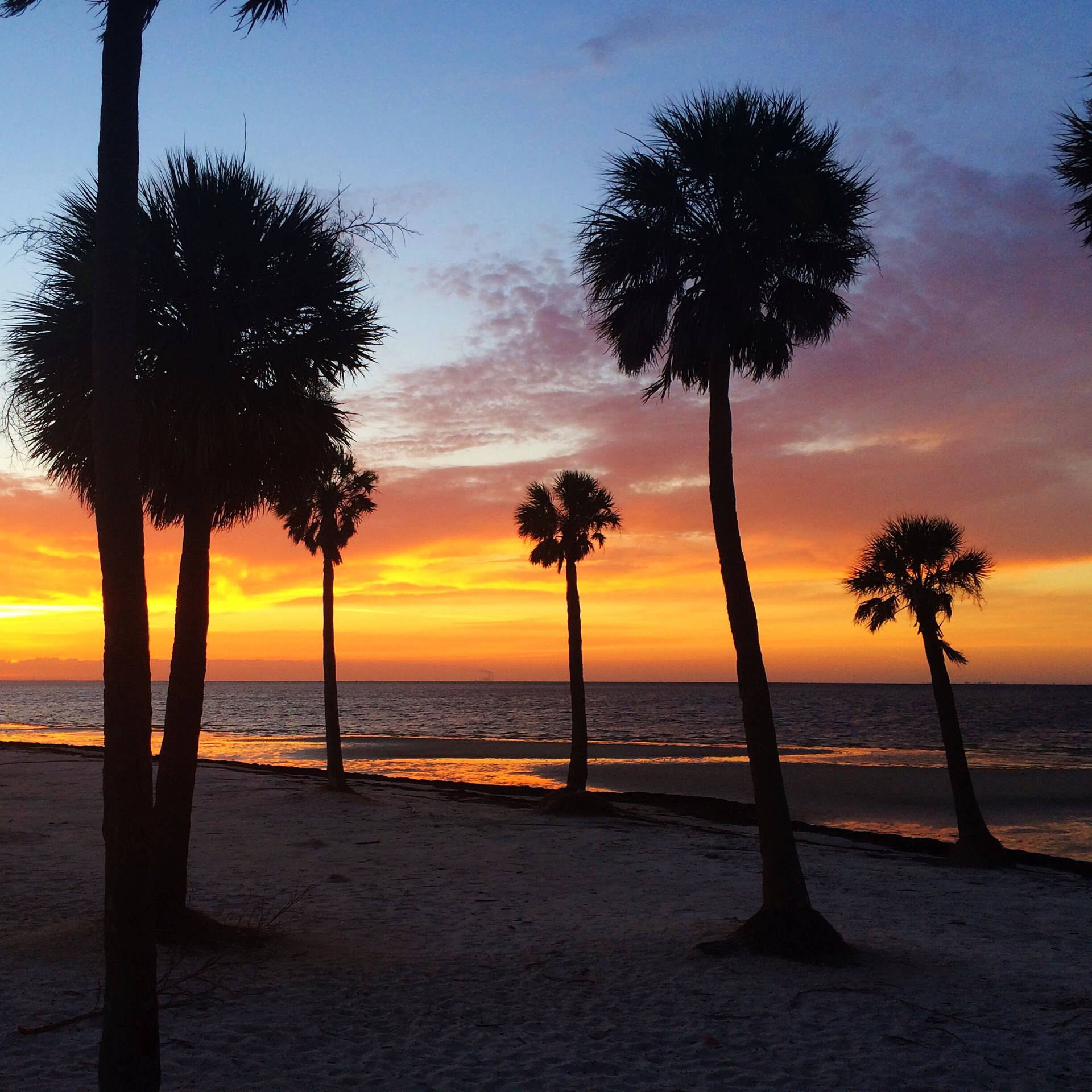 St Petersburg Palm Trees Background