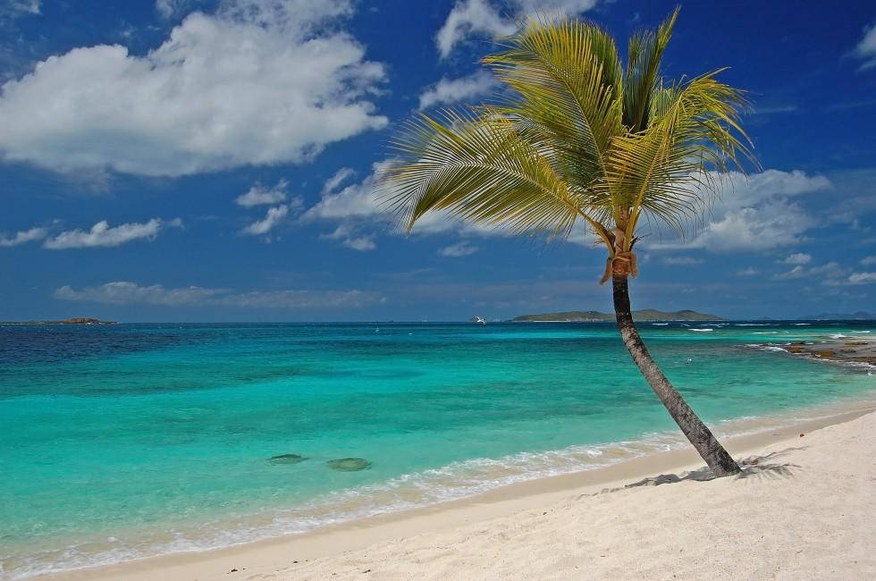 St Vincent And The Grenadines Coconut Tree